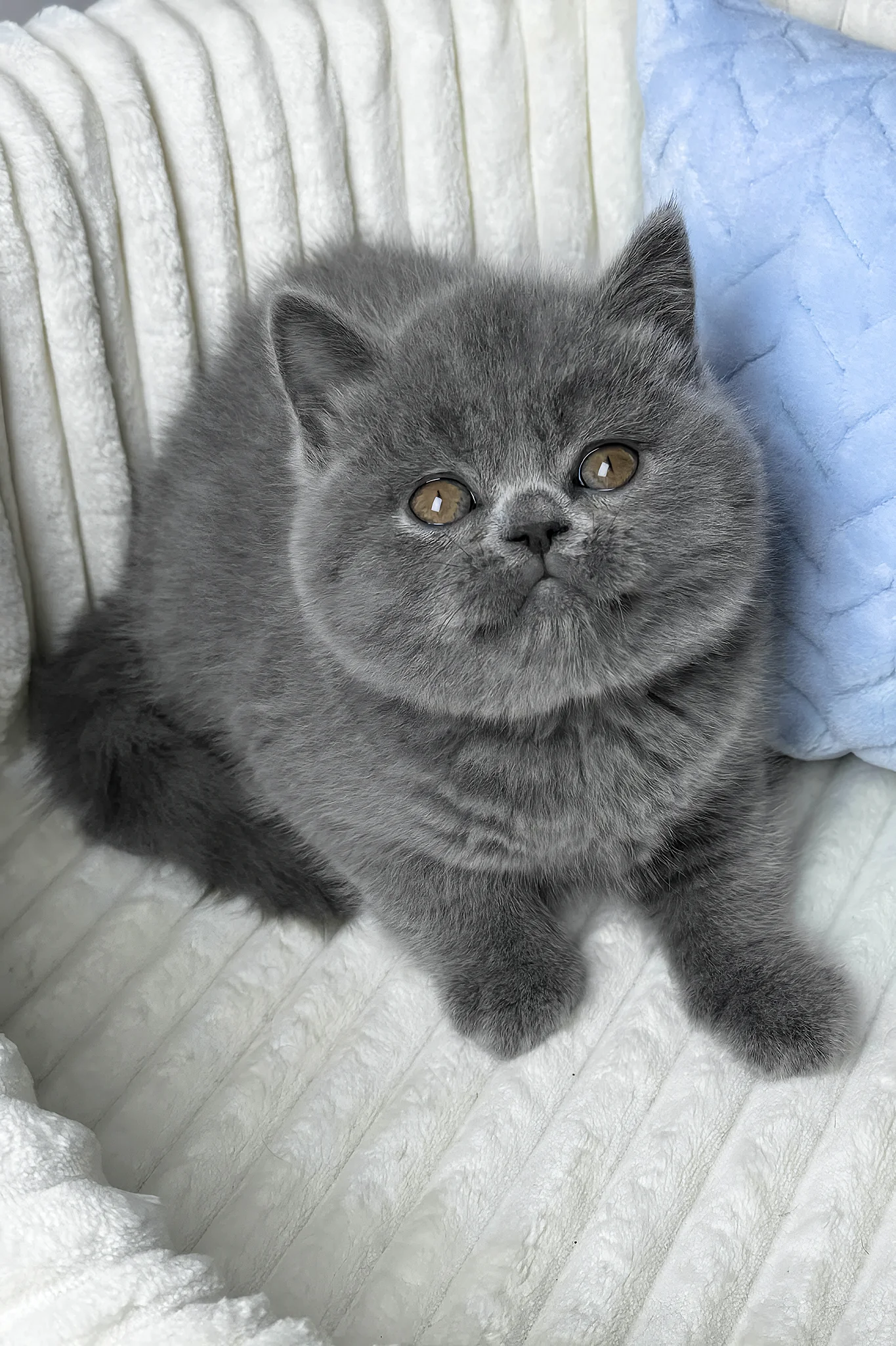 Boss | Scottish Straight Kitten - Image 2