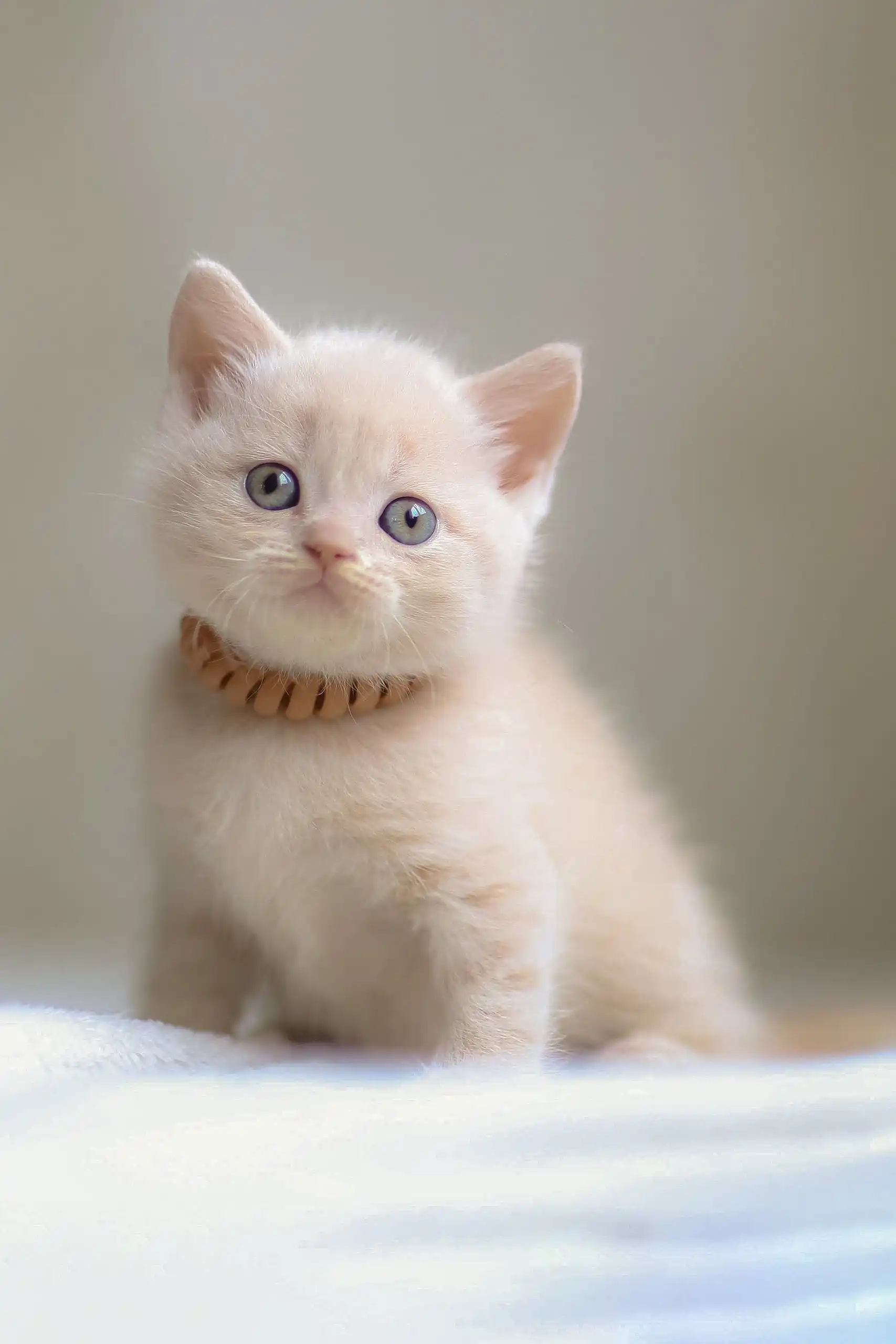 Bramos | Scottish Straight Kitten - Image 3