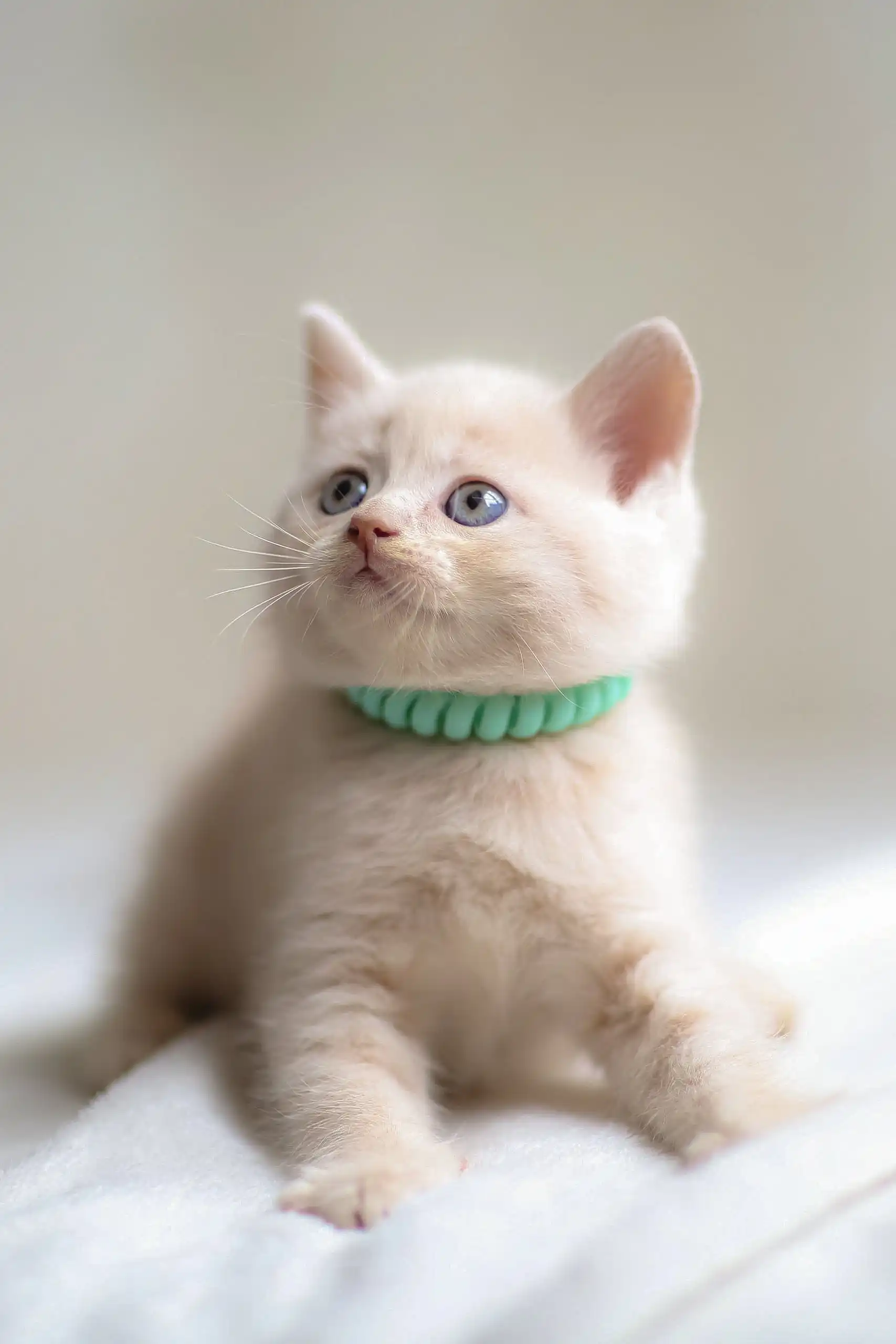 Bruno | Scottish Straight Kitten - Image 11