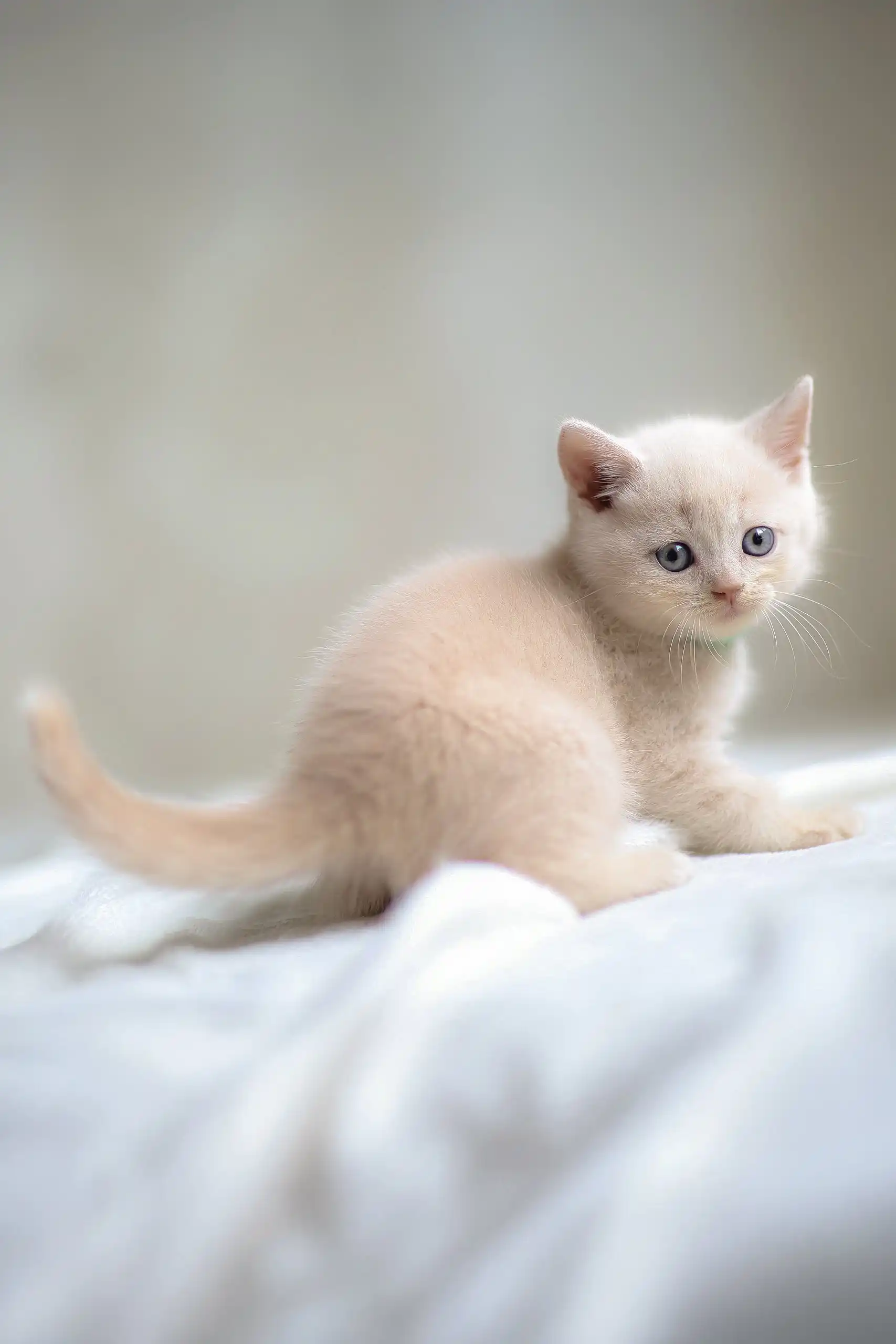 Bruno | Scottish Straight Kitten - Image 3