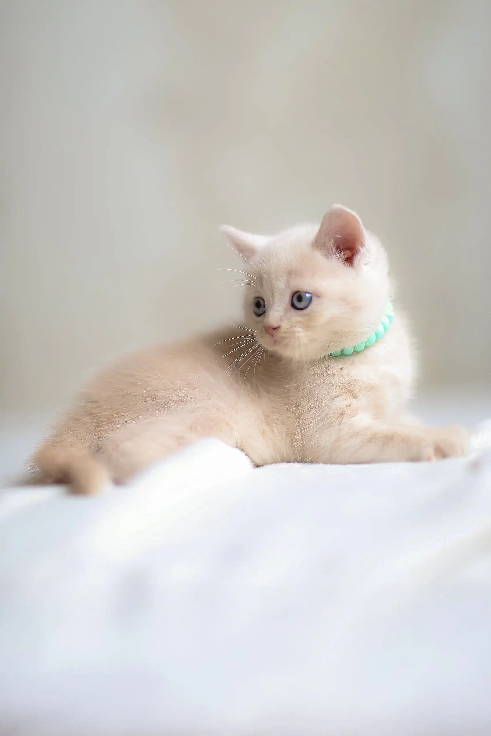 Bruno | Scottish Straight Kitten - Image 4