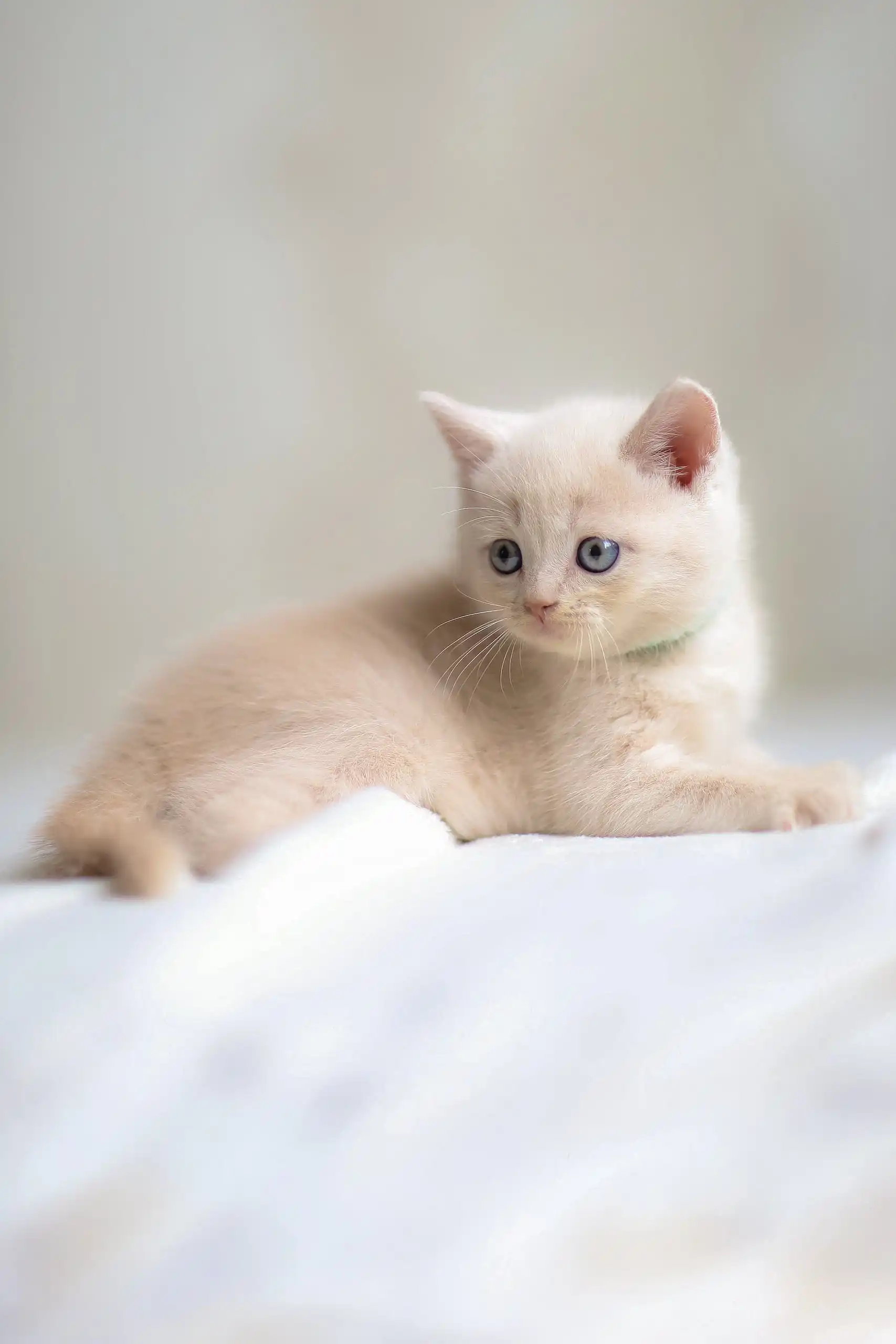 Bruno | Scottish Straight Kitten - Image 5