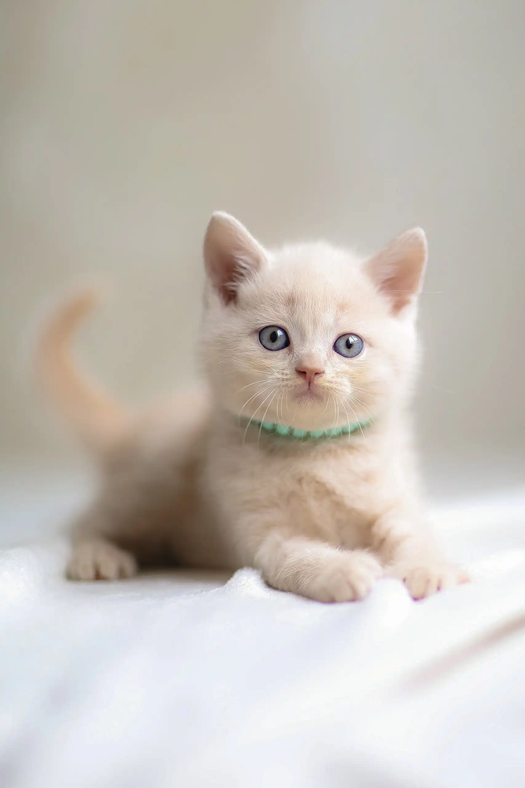 Bruno | Scottish Straight Kitten - Image 6