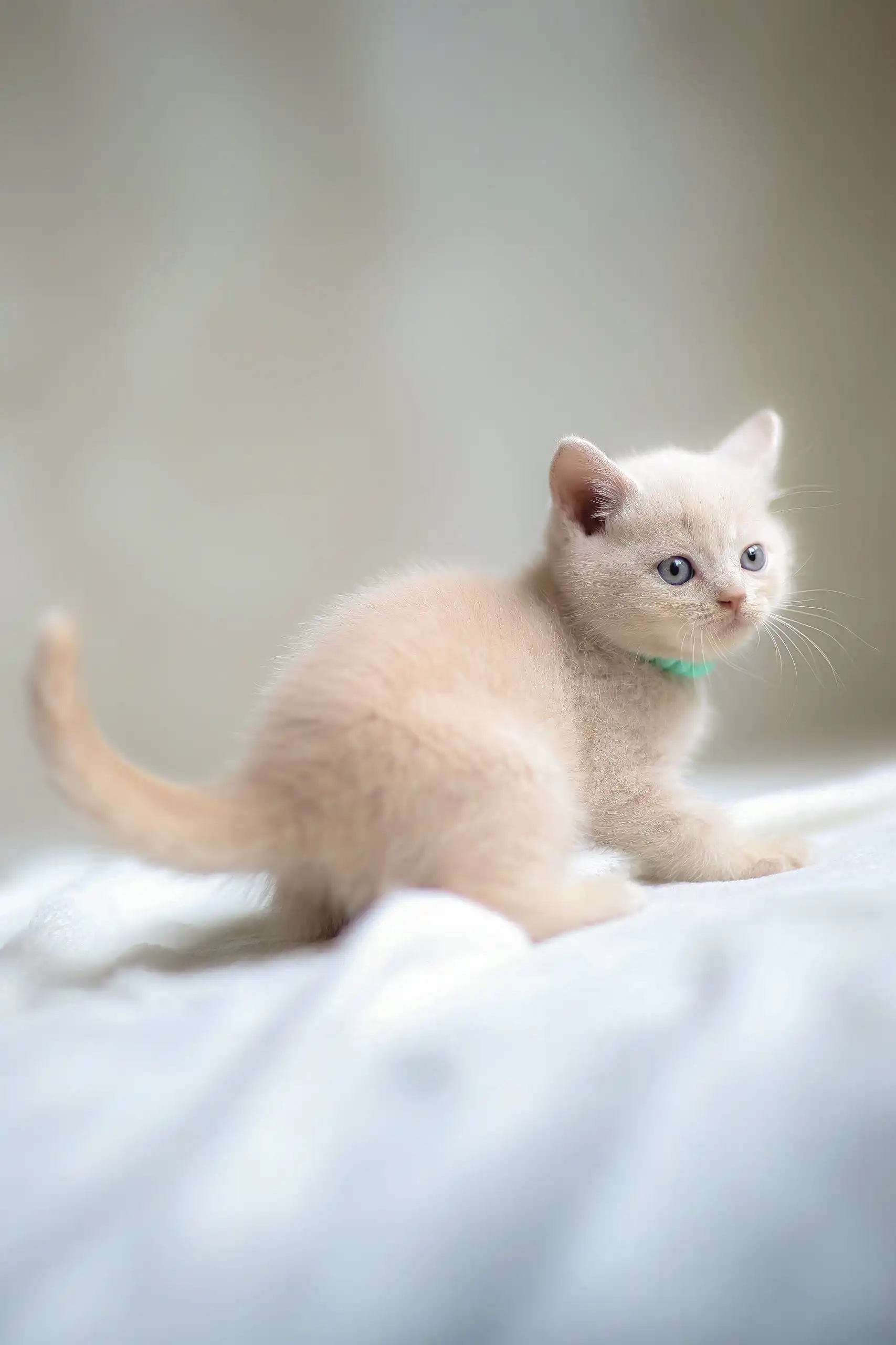 Bruno | Scottish Straight Kitten - Image 7