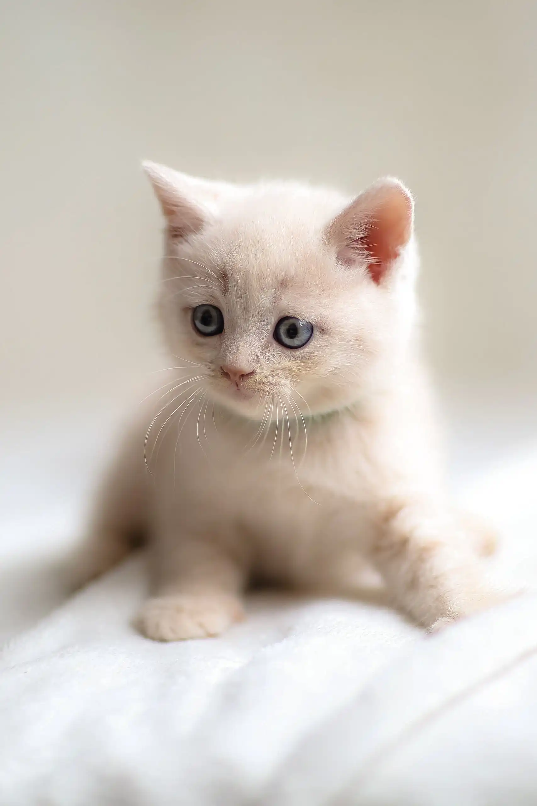Bruno | Scottish Straight Kitten - Image 8