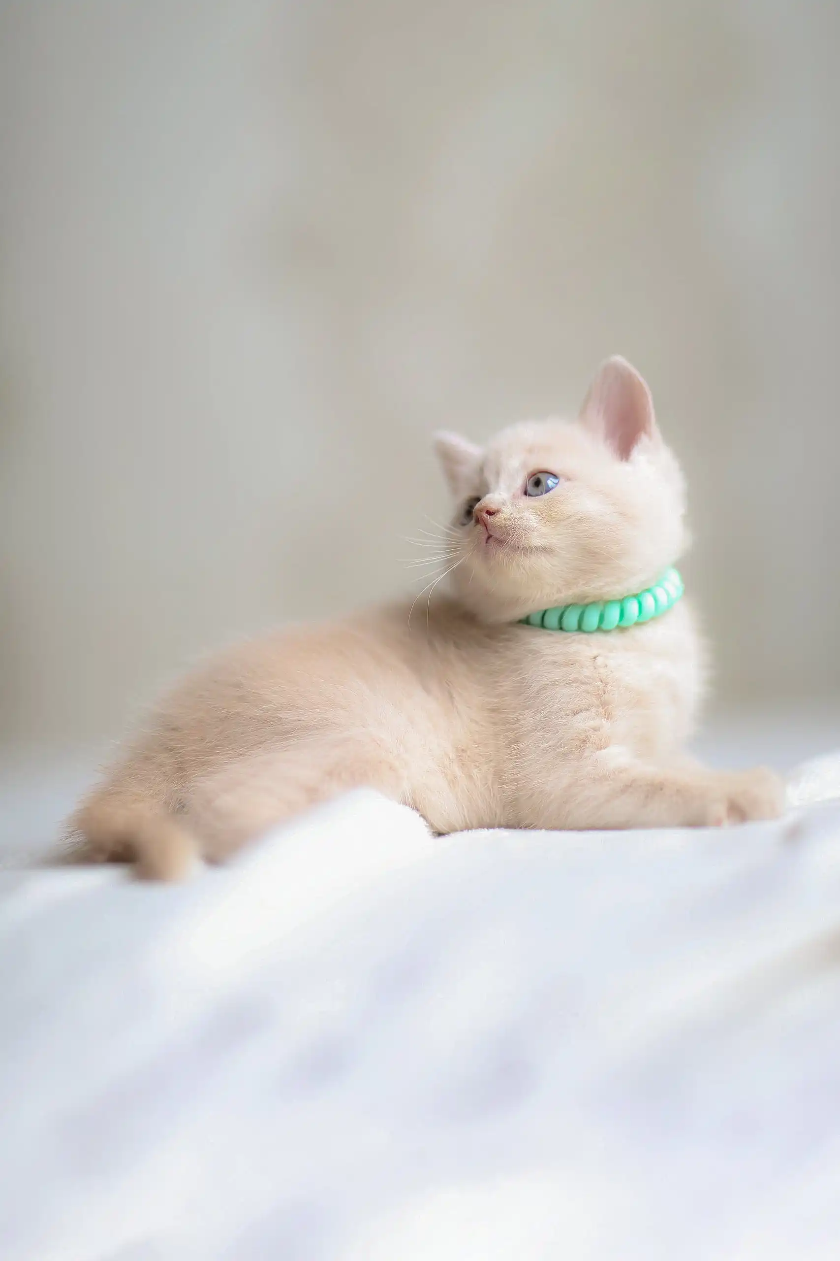 Bruno | Scottish Straight Kitten - Image 9