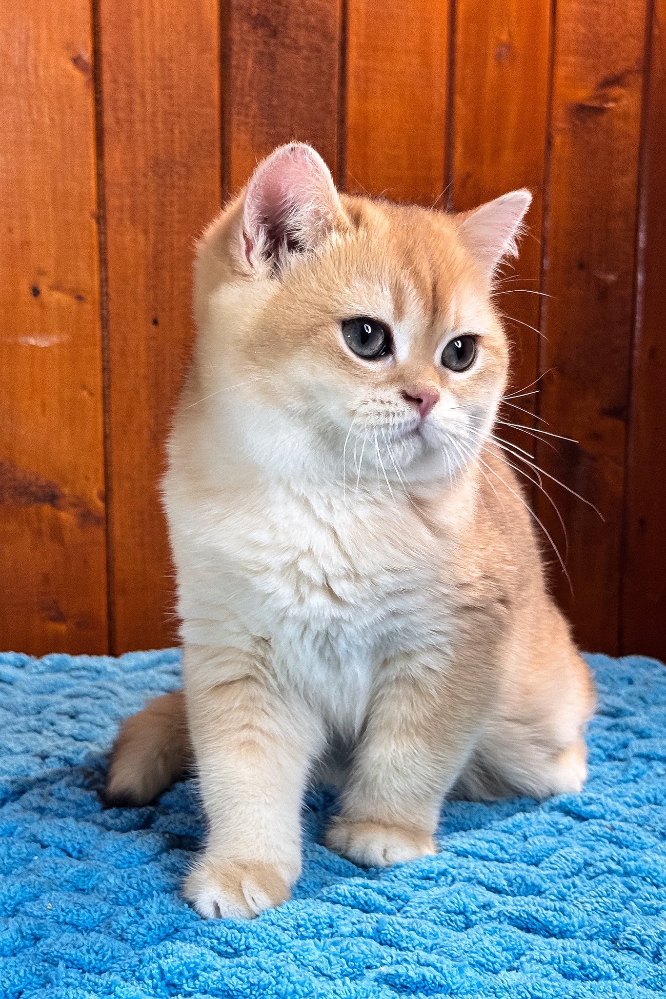 Eric | Scottish Straight Kitten - Image 7