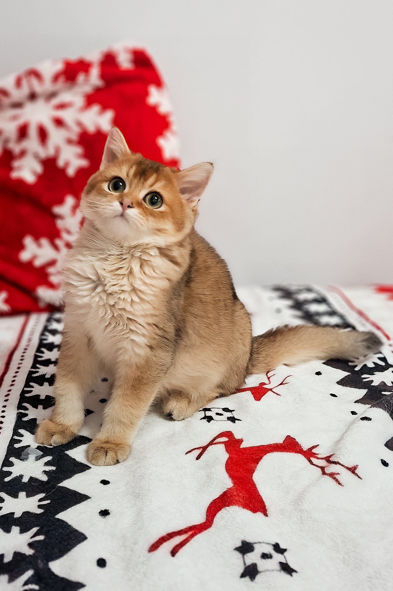 Feliks | Scottish Straight Kitten - Image 2