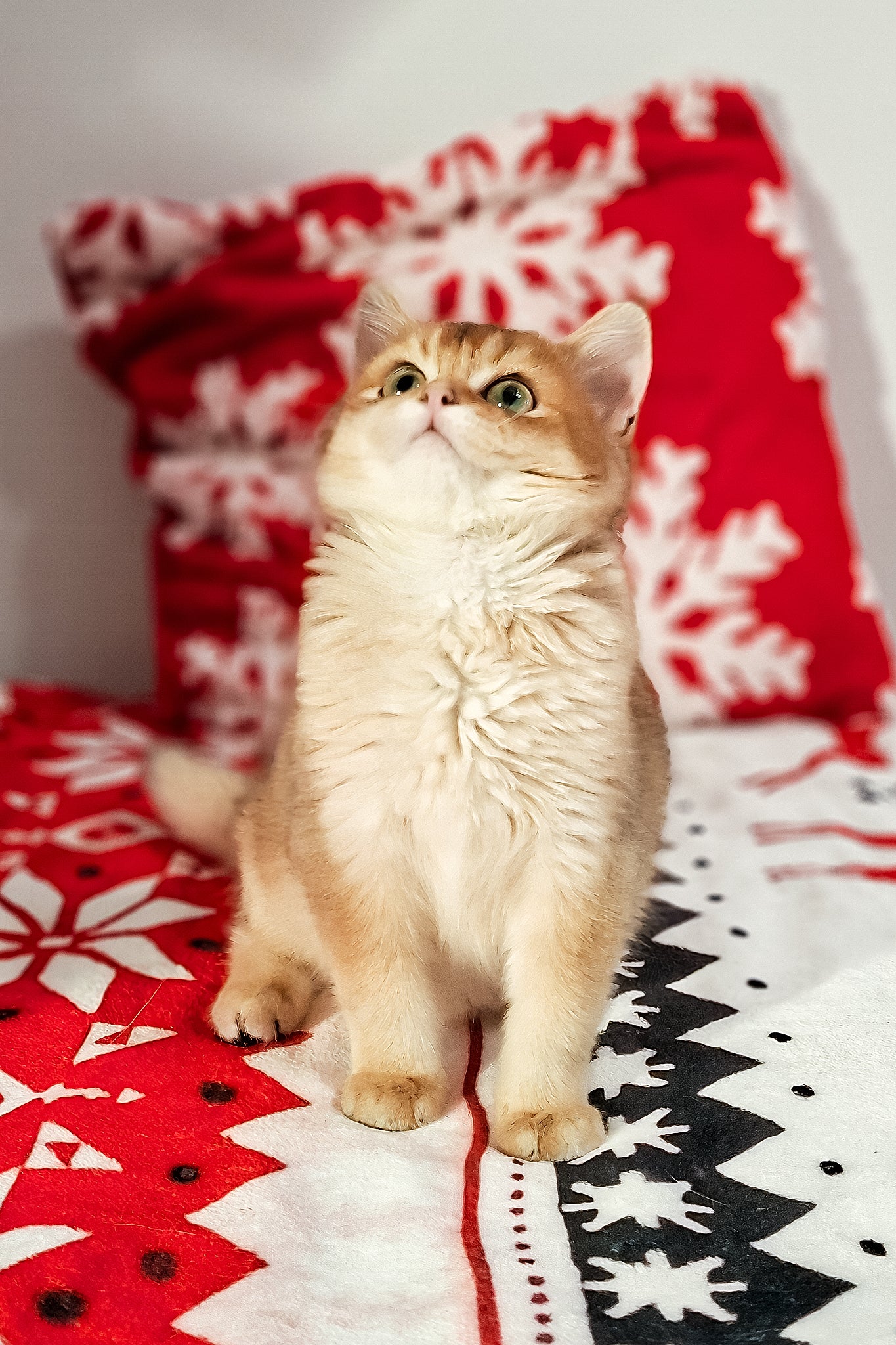 Feliks | Scottish Straight Kitten - Image 4