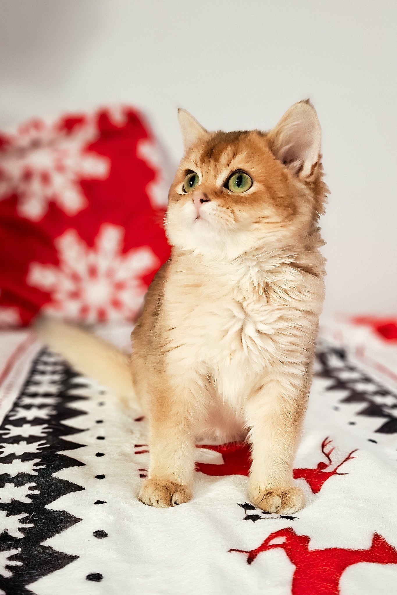 Feliks | Scottish Straight Kitten - Image 5