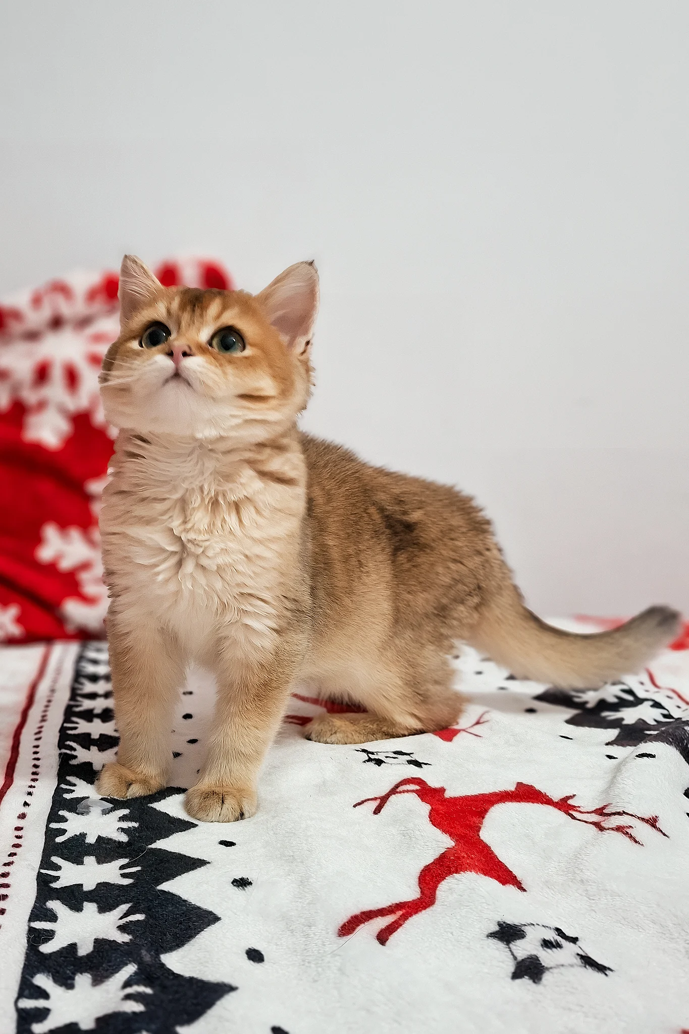 Feliks | Scottish Straight Kitten - Image 7