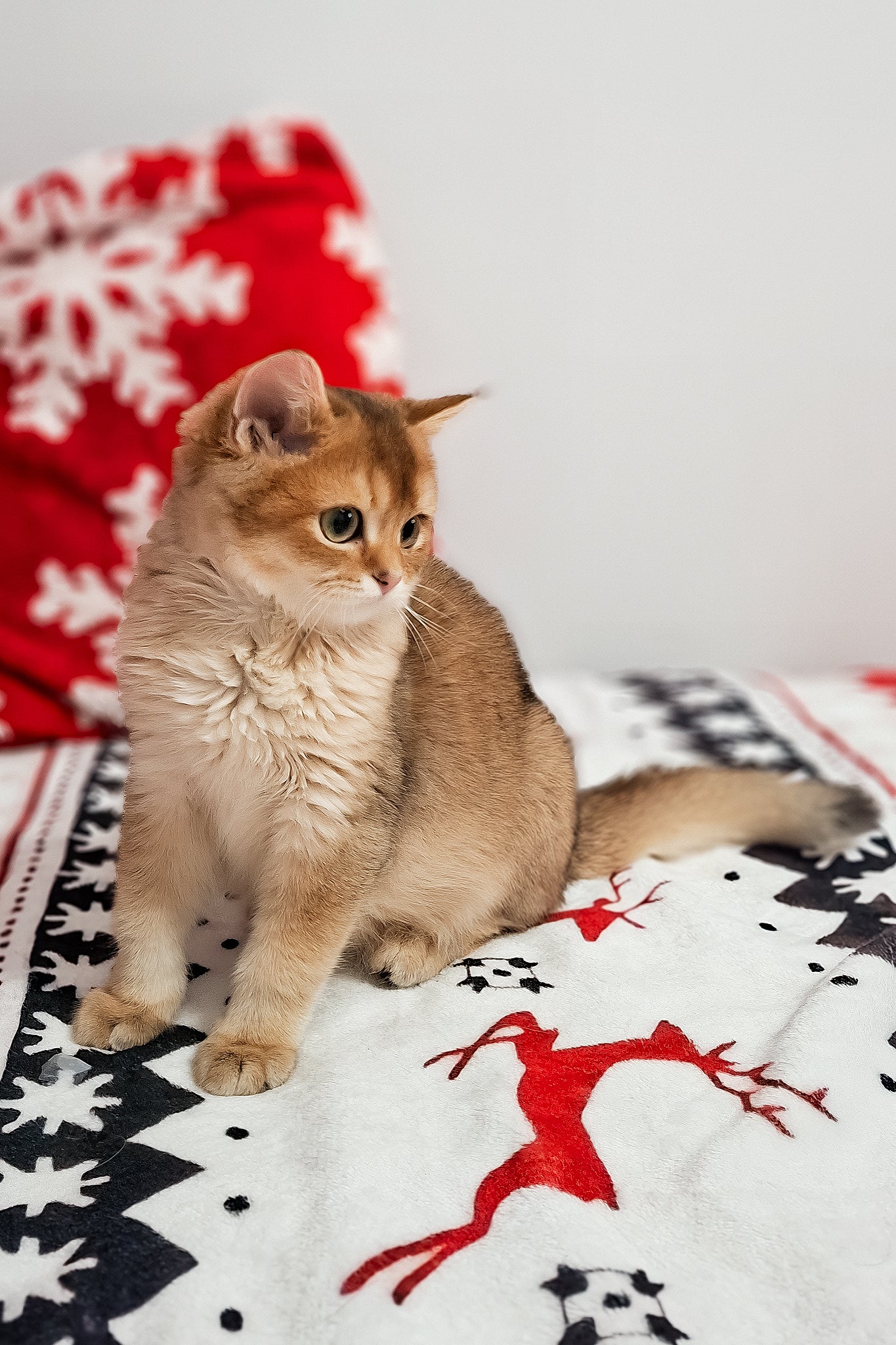 Feliks | Scottish Straight Kitten - Image 8