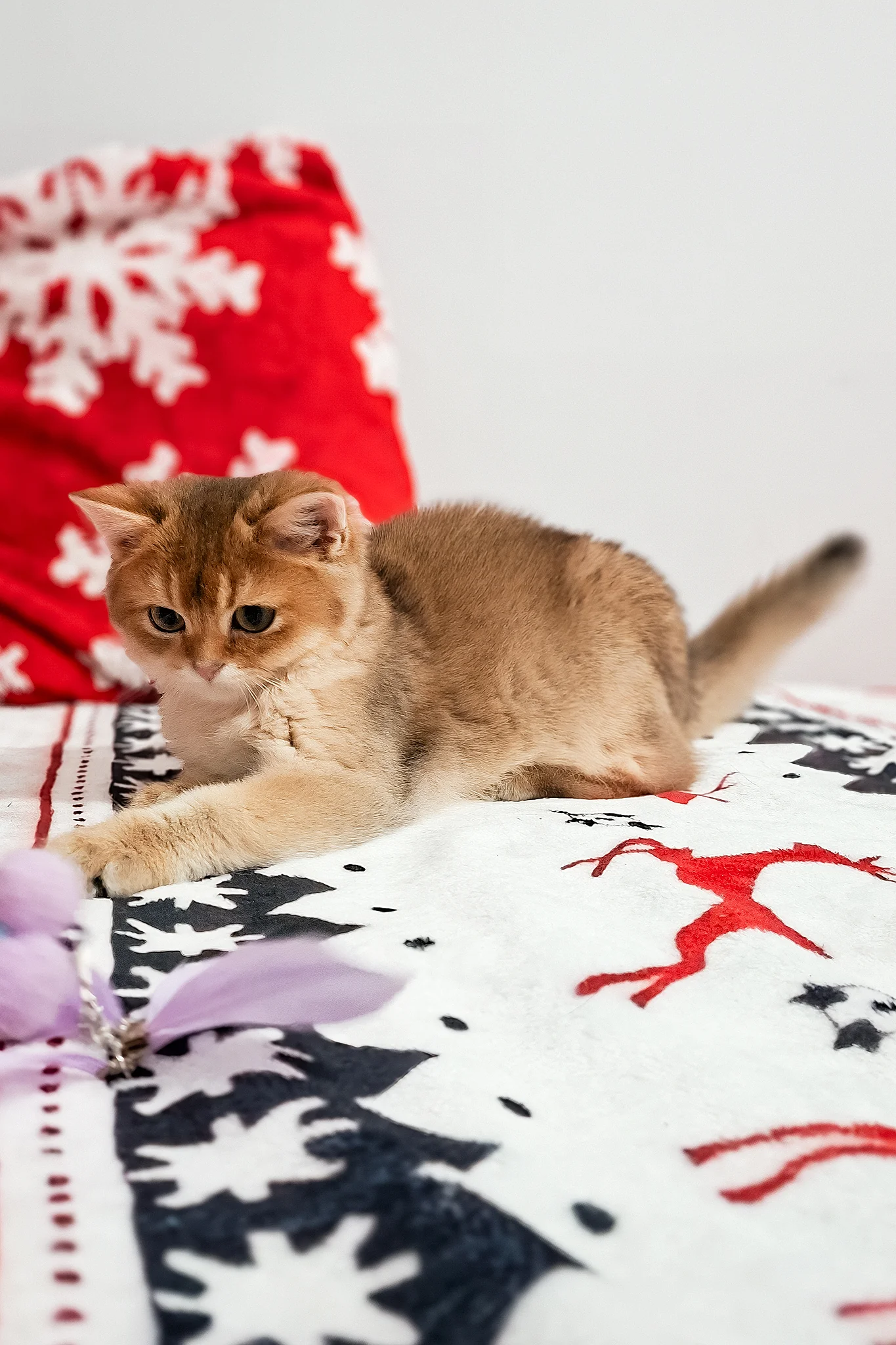 Feliks | Scottish Straight Kitten - Image 9