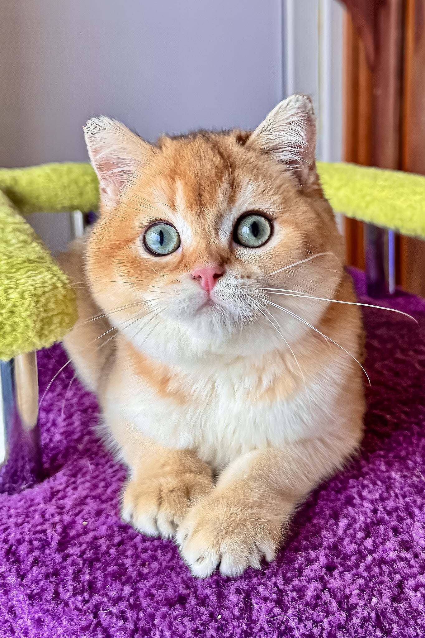 Fox | Scottish Straight Kitten - Image 6