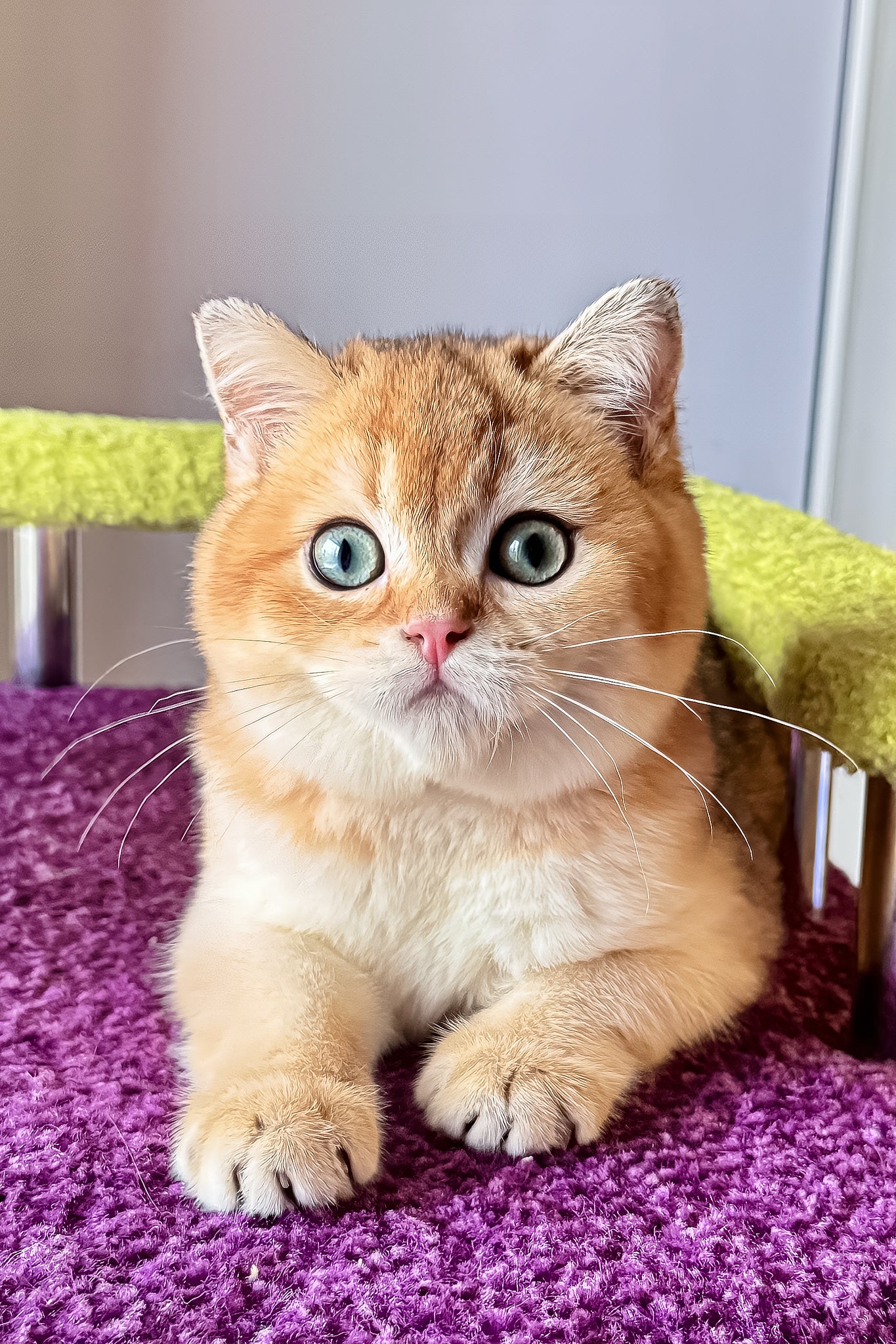 Fox | Scottish Straight Kitten - Image 8
