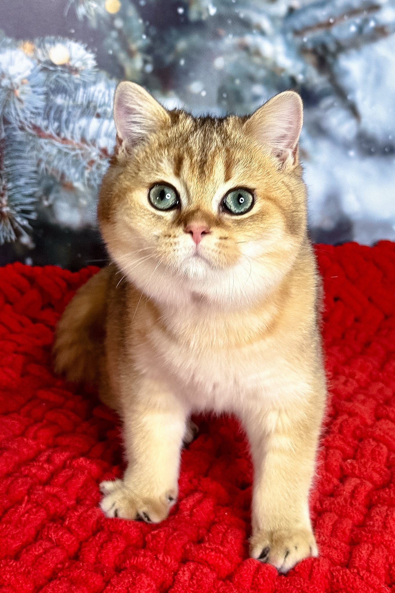 Funduk | Scottish Straight Kitten - Image 5
