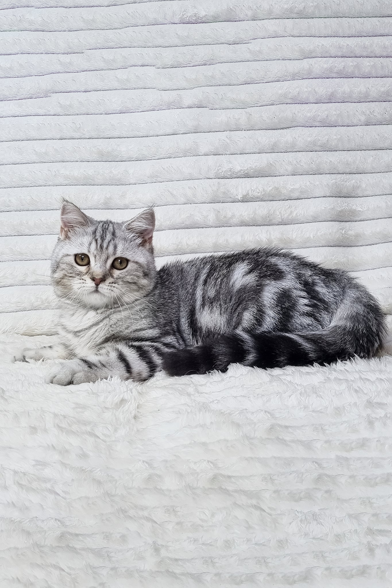 Gary | Scottish Straight Kitten - Image 2