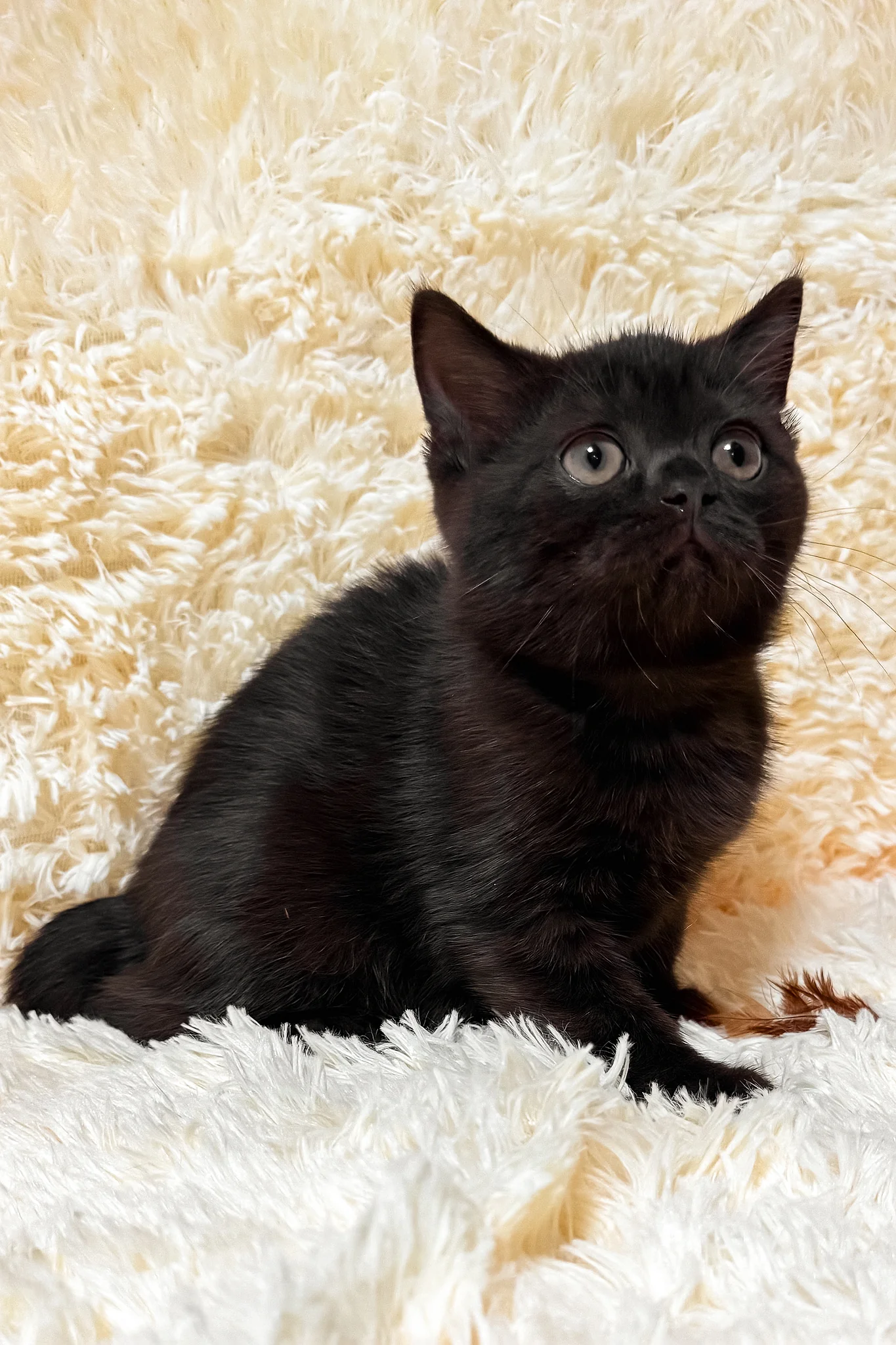 Glamur | Scottish Straight Kitten - Image 4