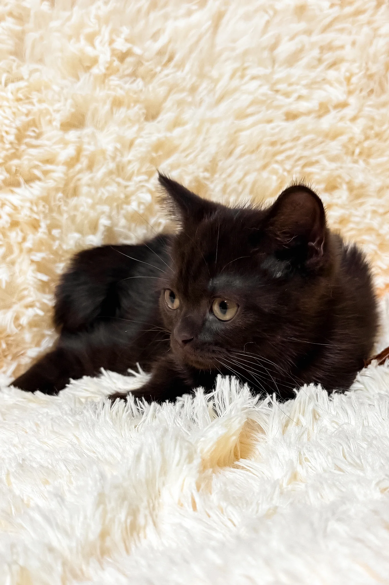Glamur | Scottish Straight Kitten - Image 6