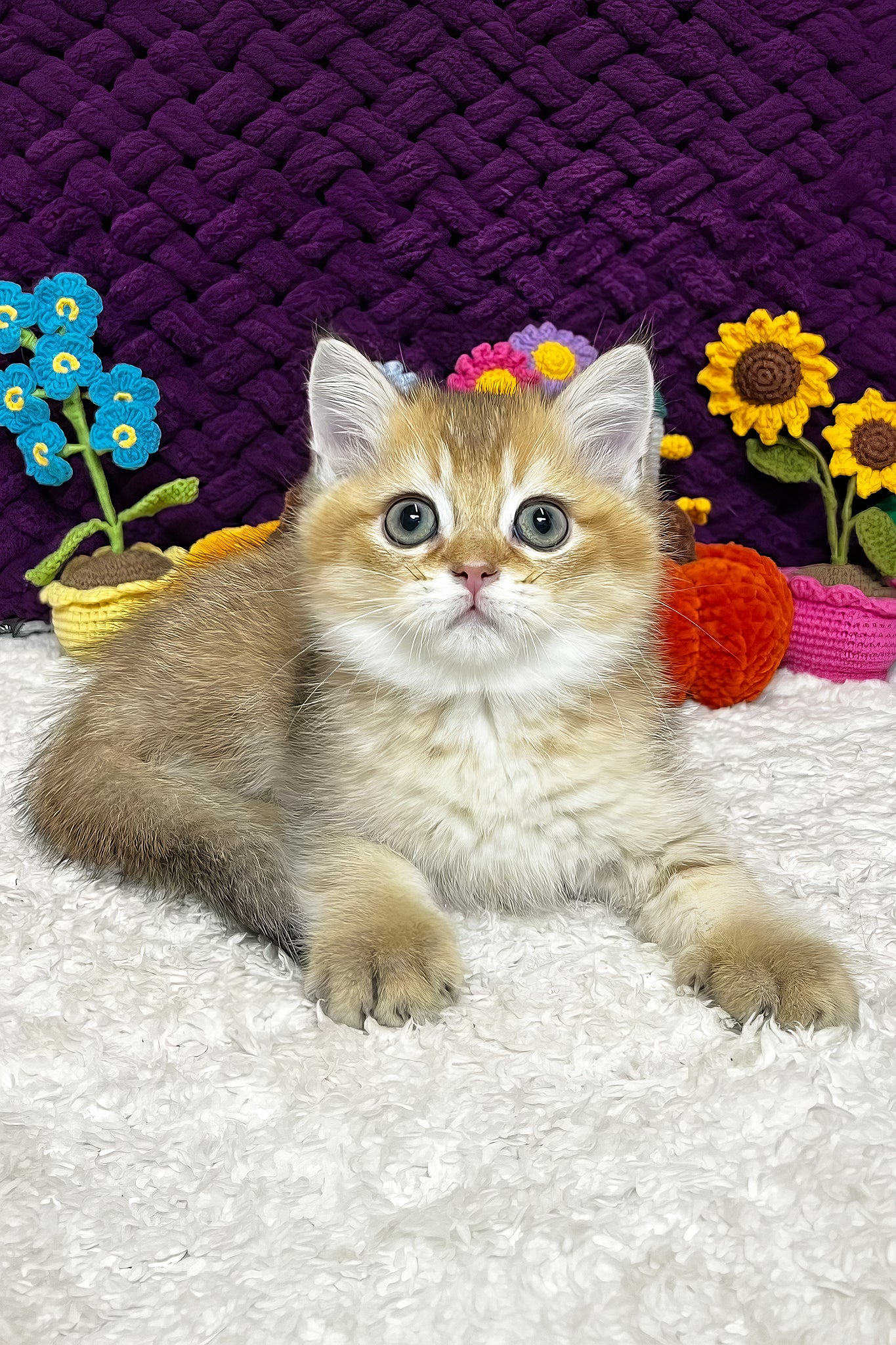 Ice | Scottish Straight Kitten - Image 3