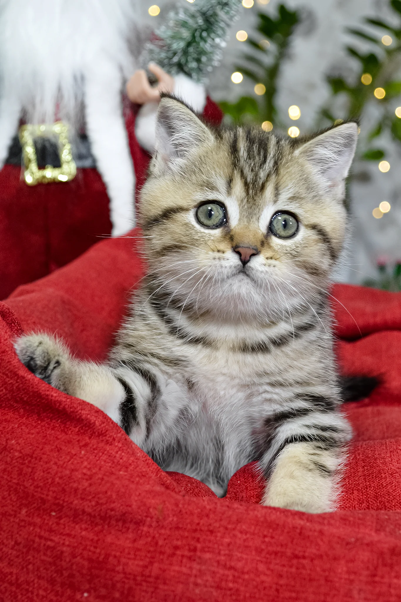 Jerry | Scottish Straight Kitten - Image 3