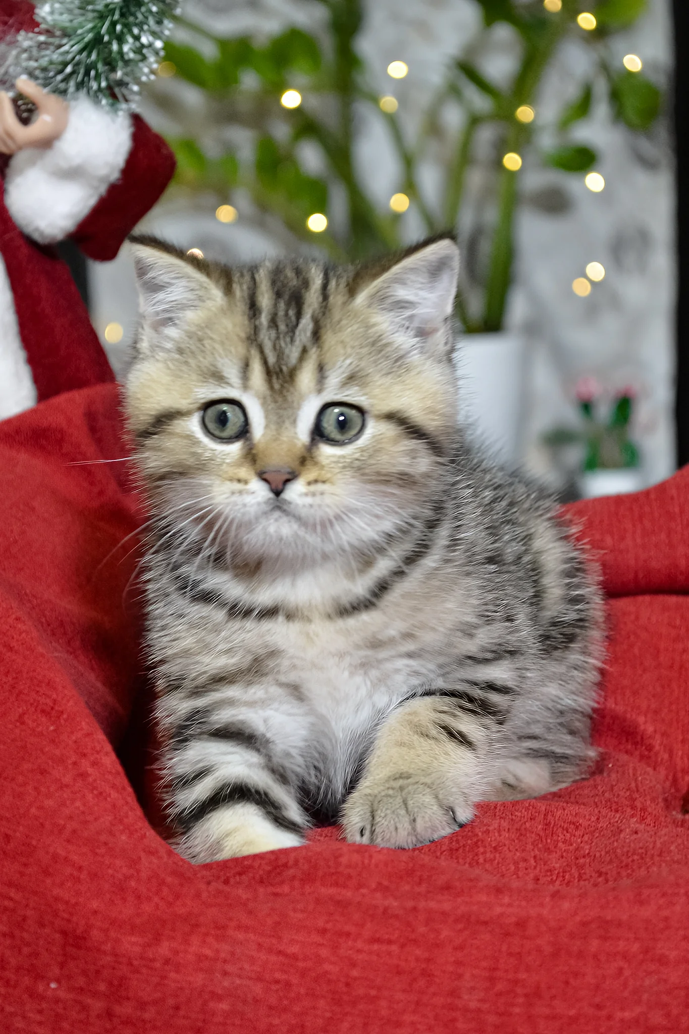 Jerry | Scottish Straight Kitten - Image 5