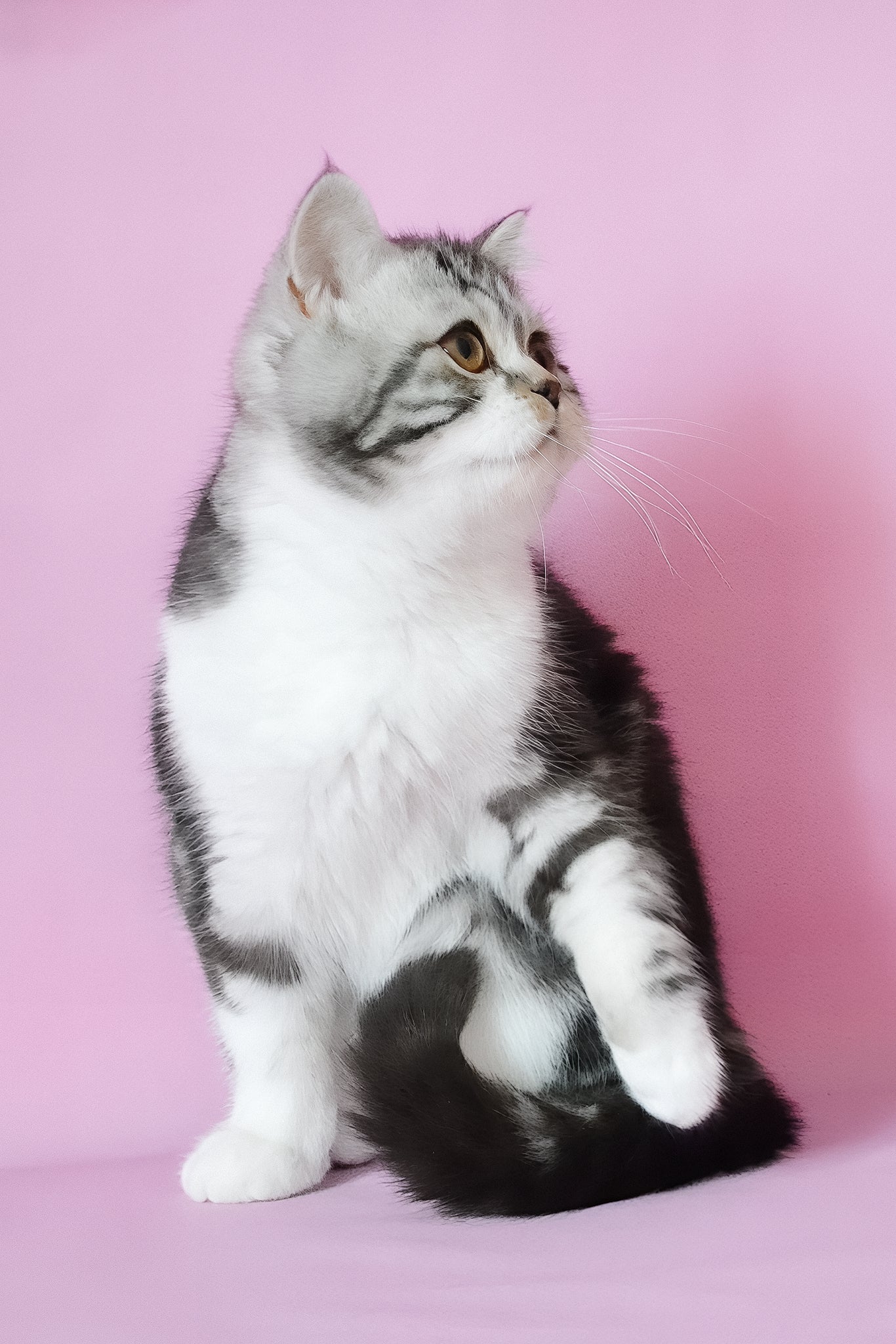 Lord | Scottish Straight Kitten - Image 4