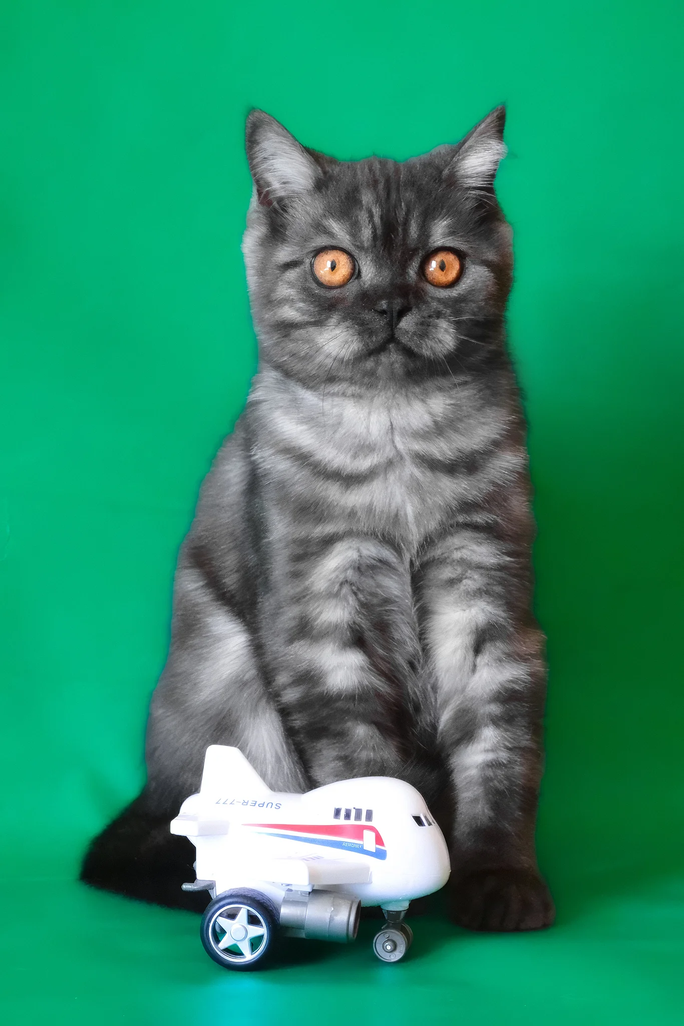 Marvel | Scottish Straight Kitten - Image 2