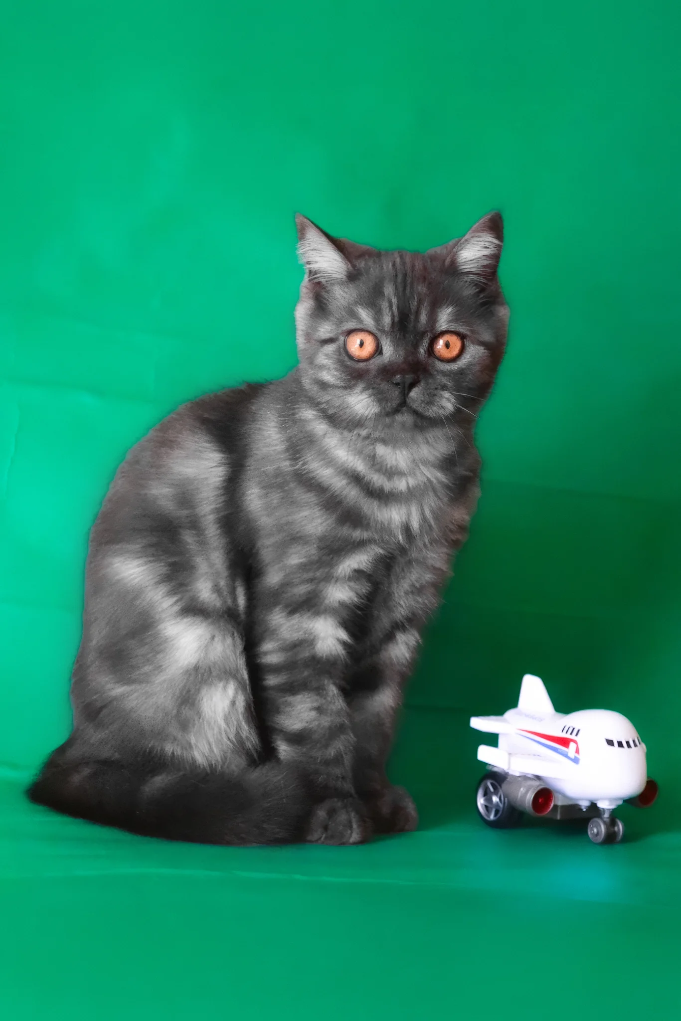 Marvel | Scottish Straight Kitten - Image 6