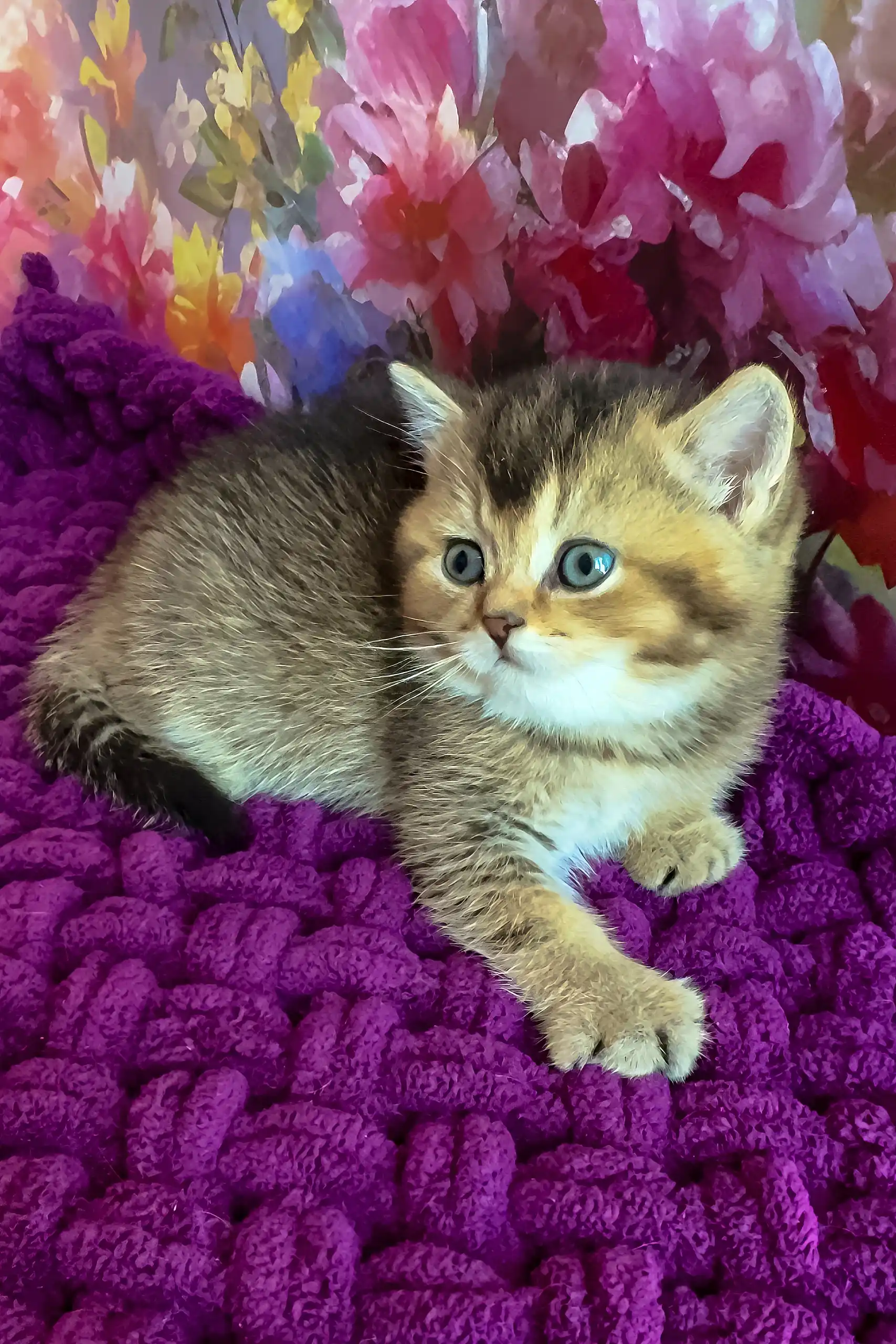 Oniks | Scottish Straight Kitten - Image 4