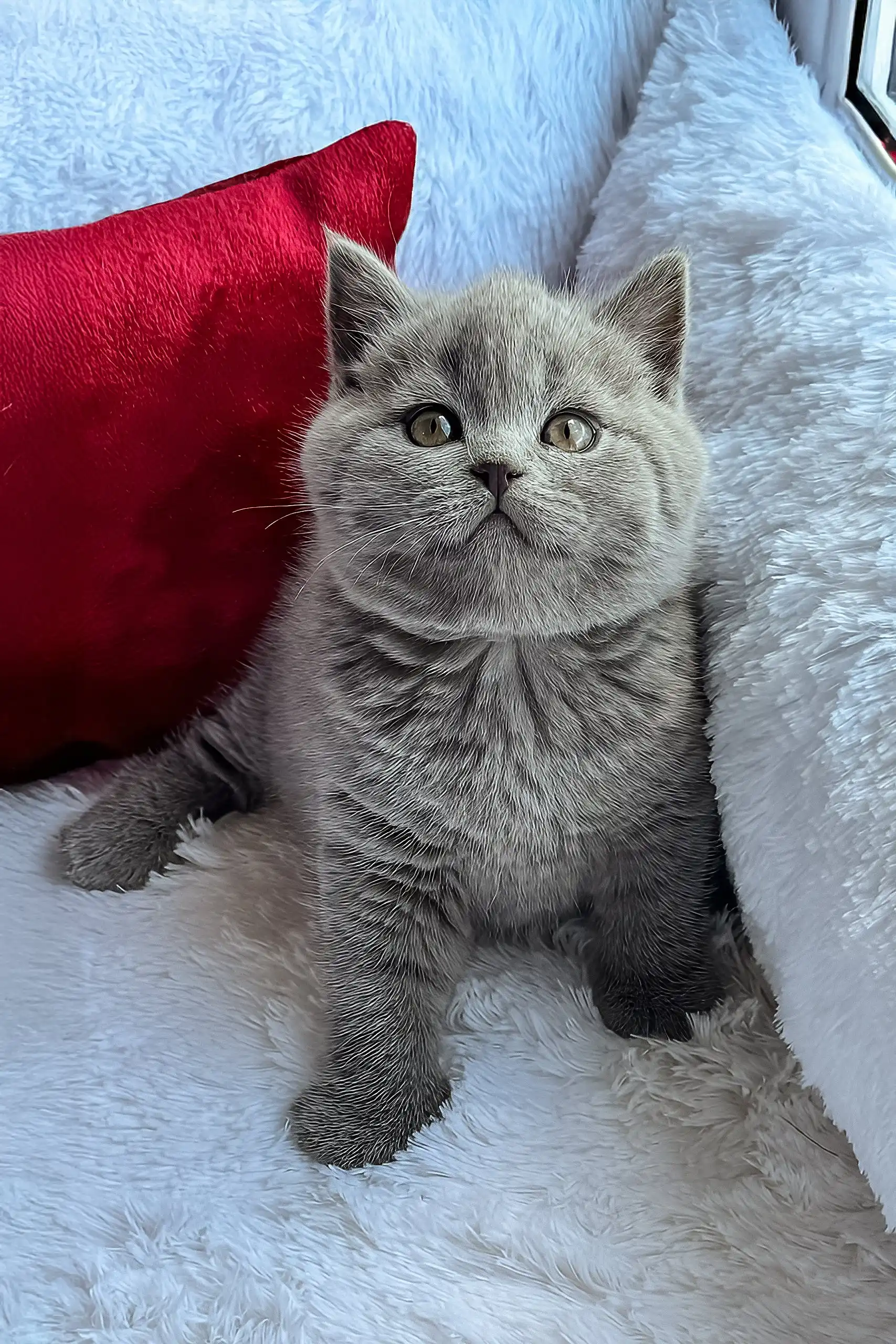 Oscar | Scottish Straight Kitten - Image 4