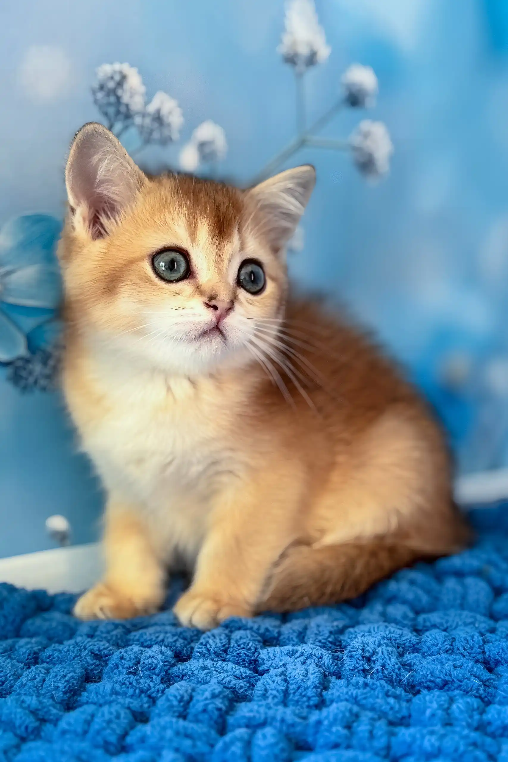 Riff | Scottish Straight Kitten - Image 4