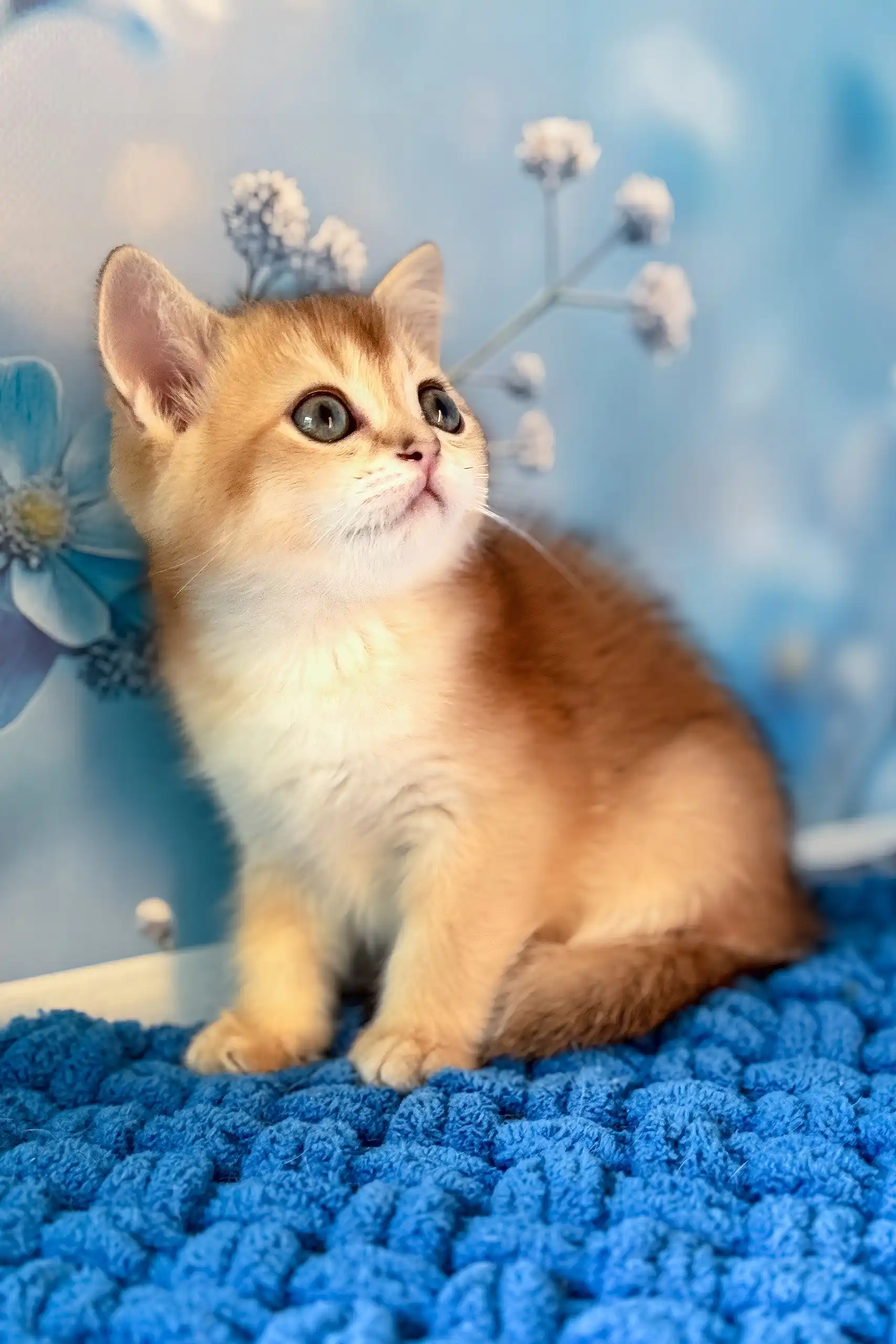Riff | Scottish Straight Kitten - Image 6