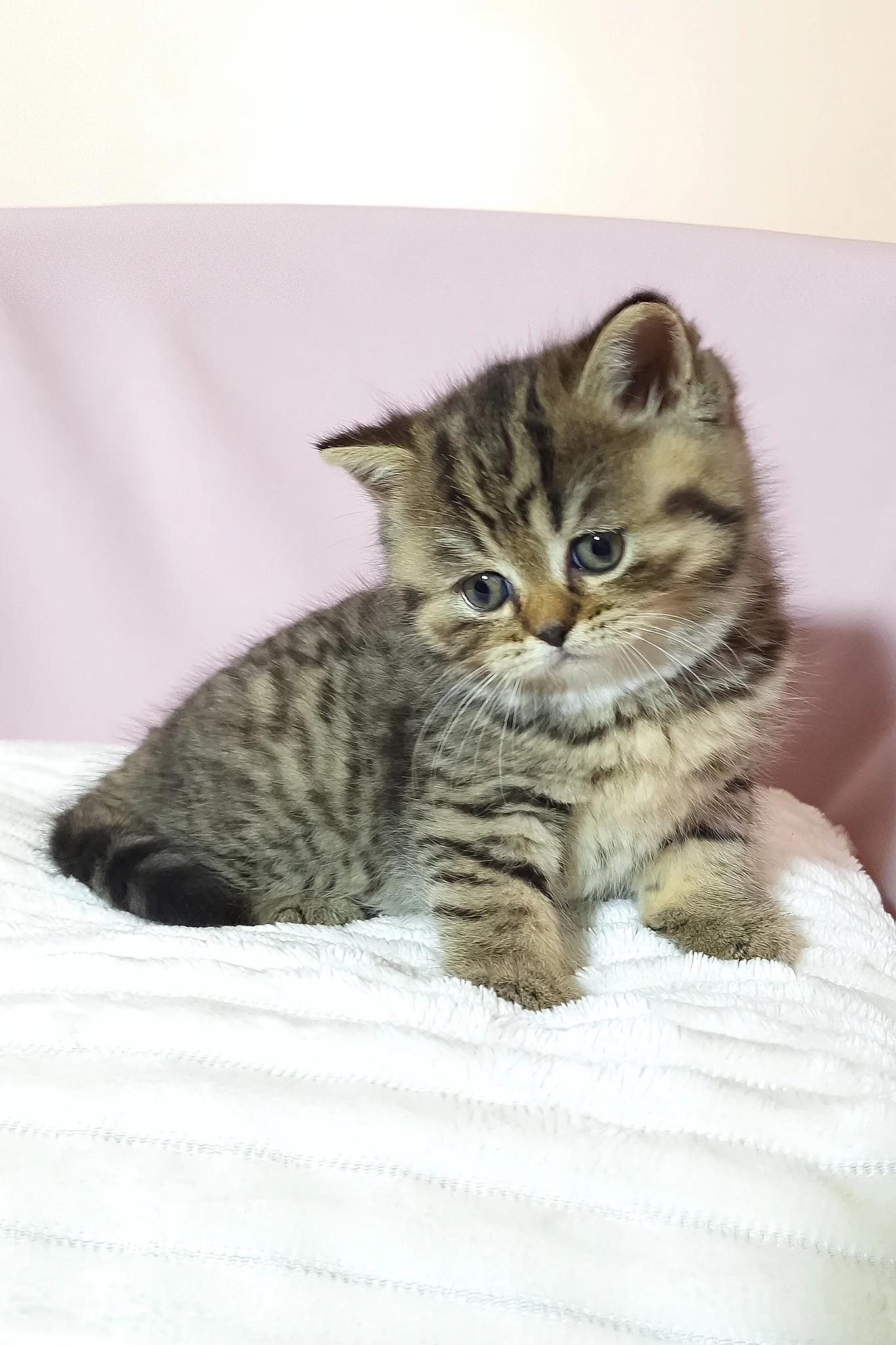 Rolex | Scottish Straight Kitten - Image 7