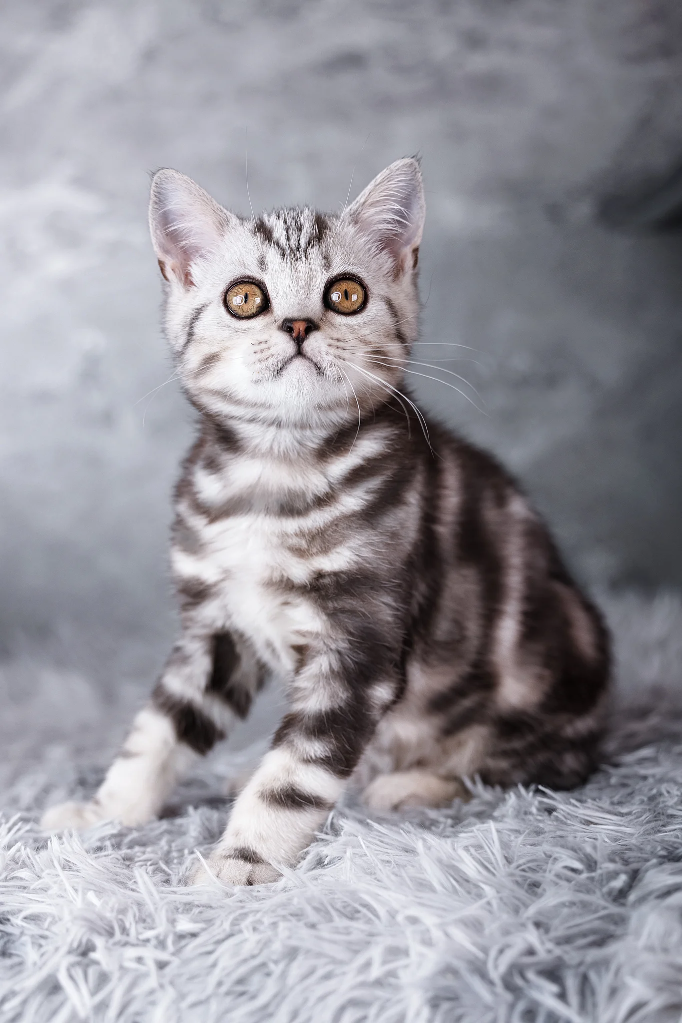 Rusty | Scottish Straight Kitten - Image 2