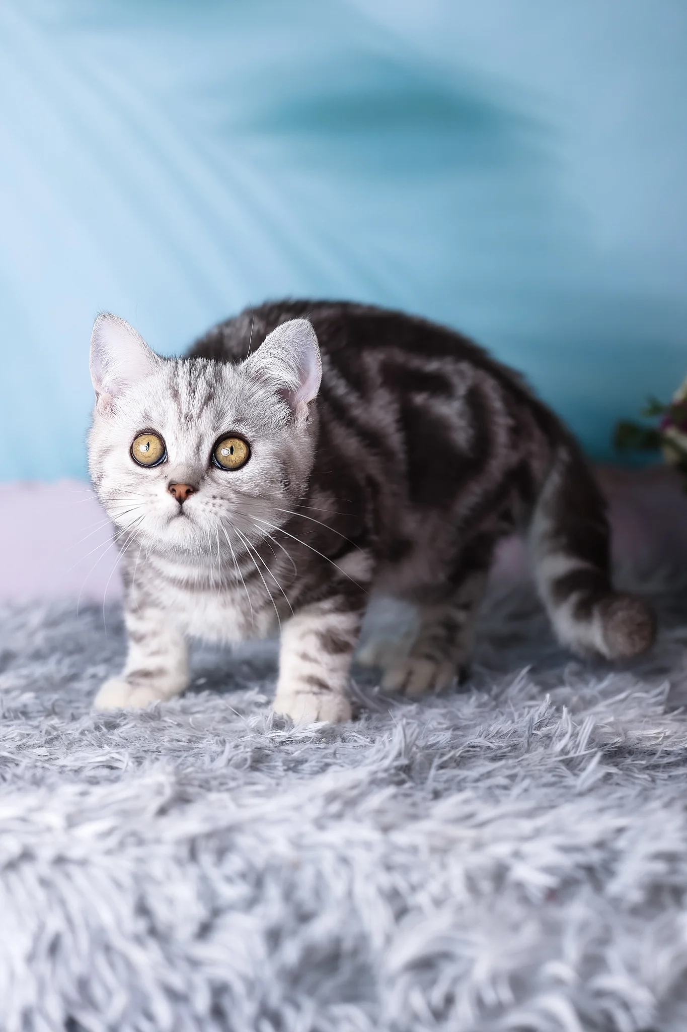 Tom | Scottish Straight Kitten - Image 5