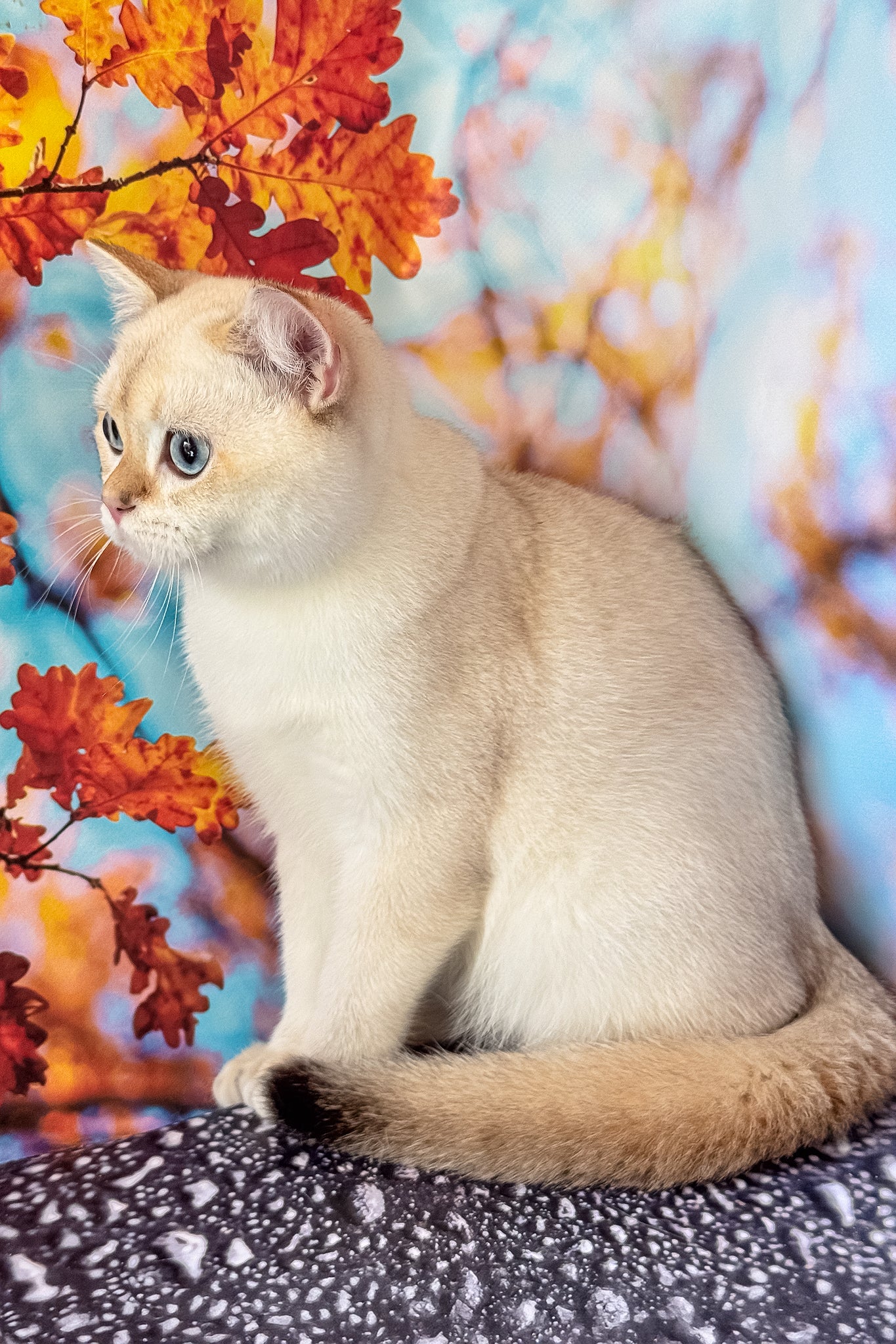 Twiks | Scottish Straight Kitten - Image 4