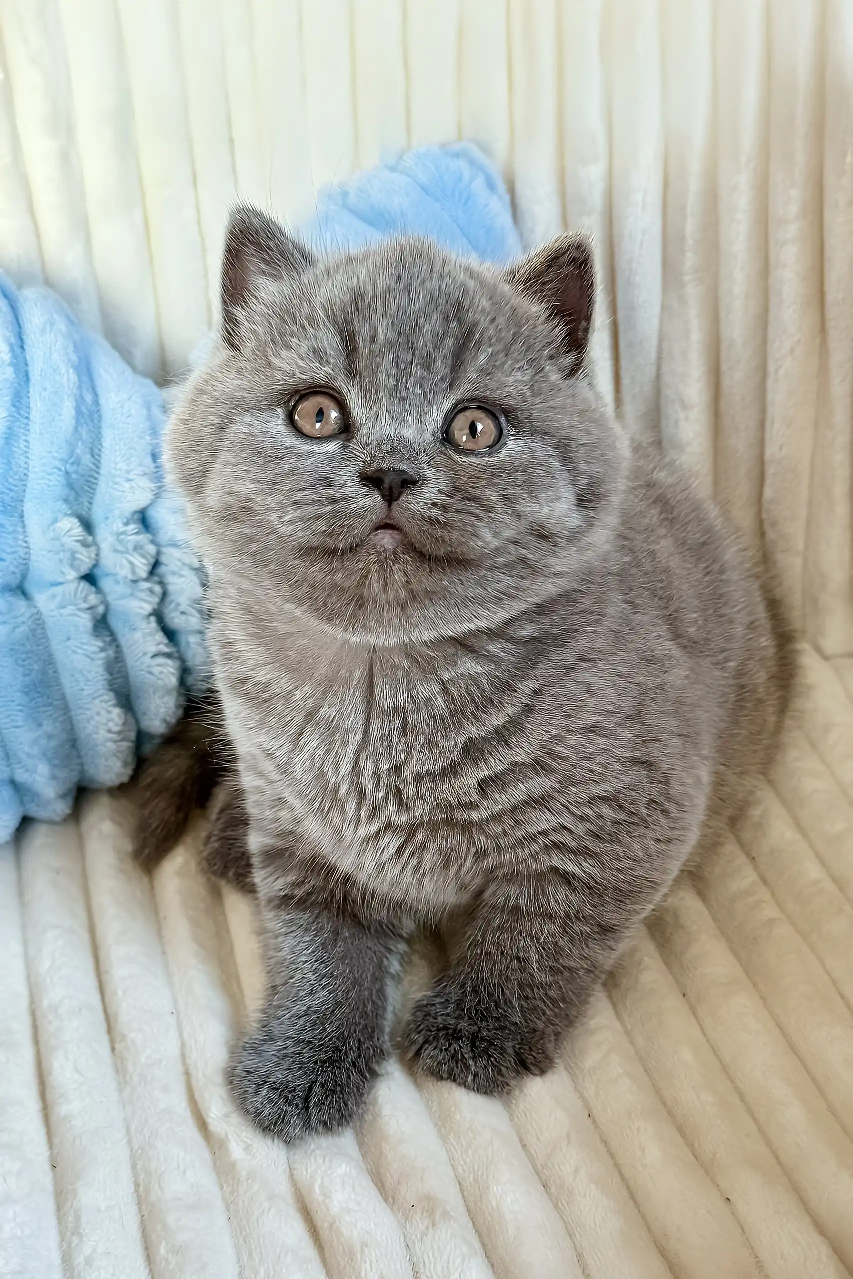 Umka | Scottish Straight Kitten - Image 2