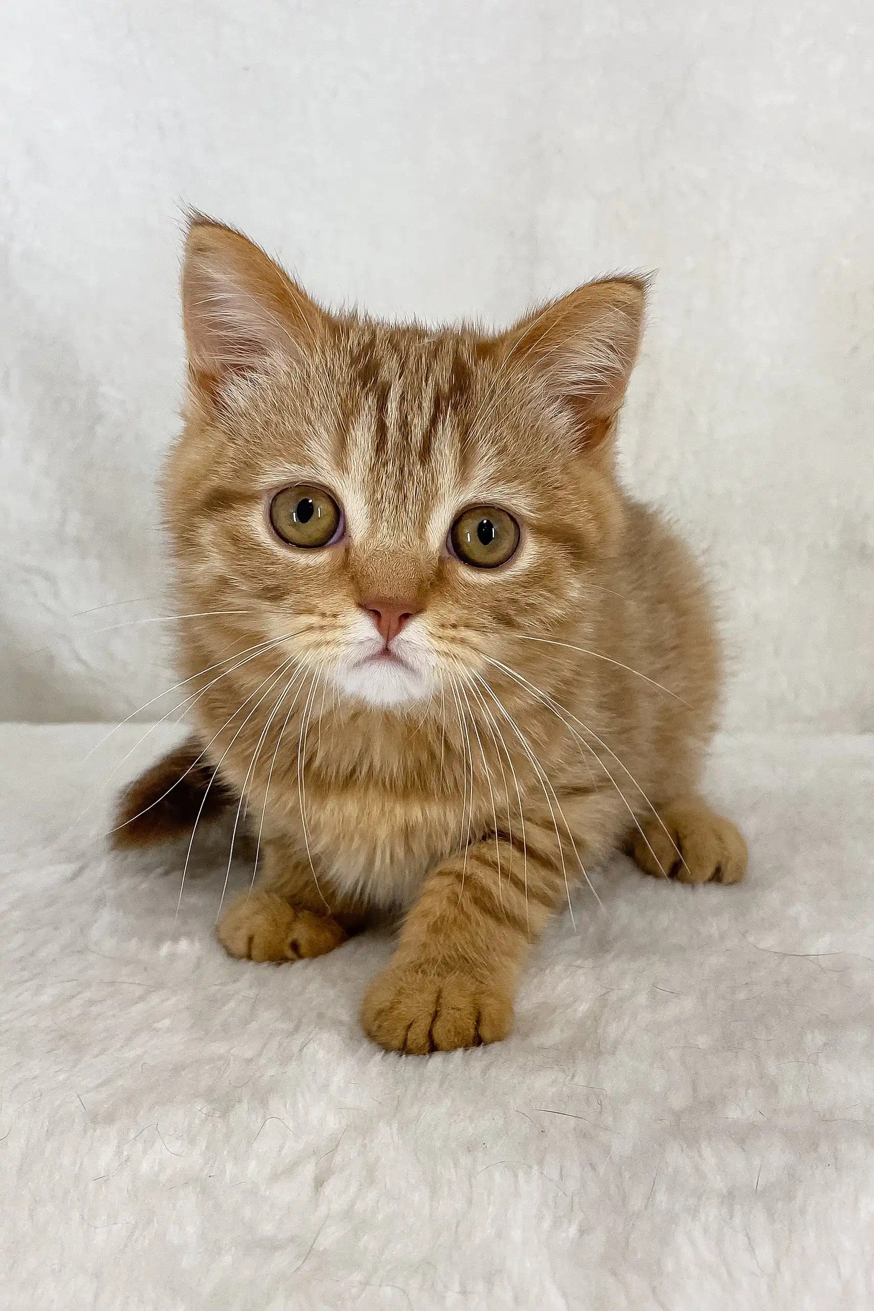Uno | Scottish Straight Kitten - Image 8