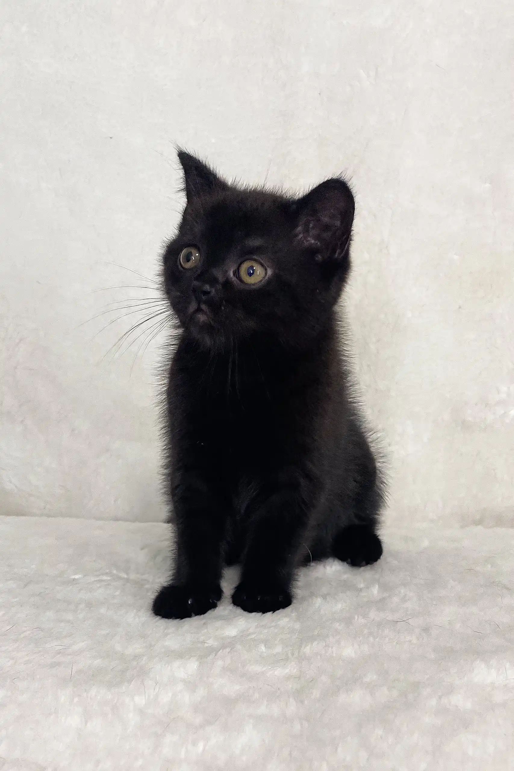 Whoopee | Scottish Straight Kitten - Image 3