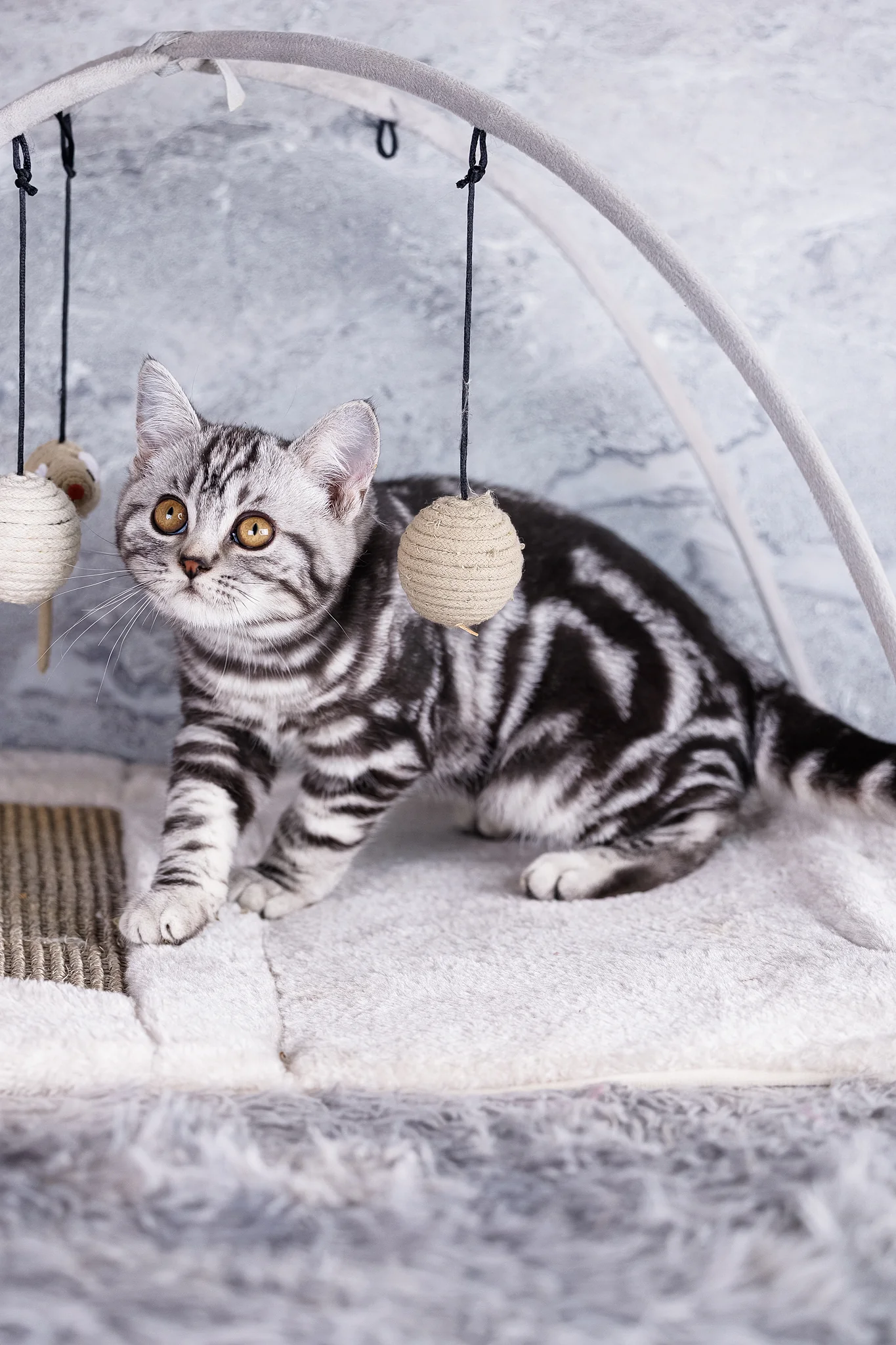 Wizard | Scottish Straight Kitten - Image 7