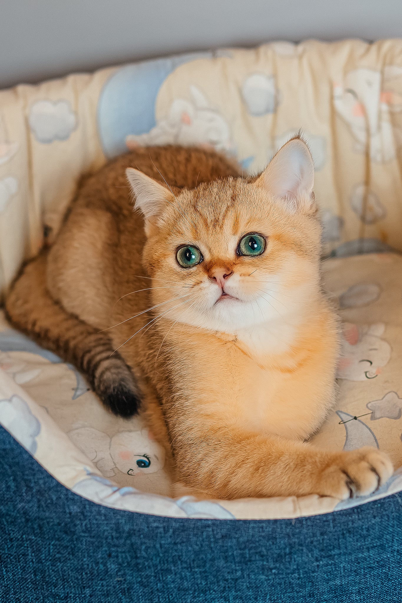 Xanthi | Scottish Straight Kitten - Image 6