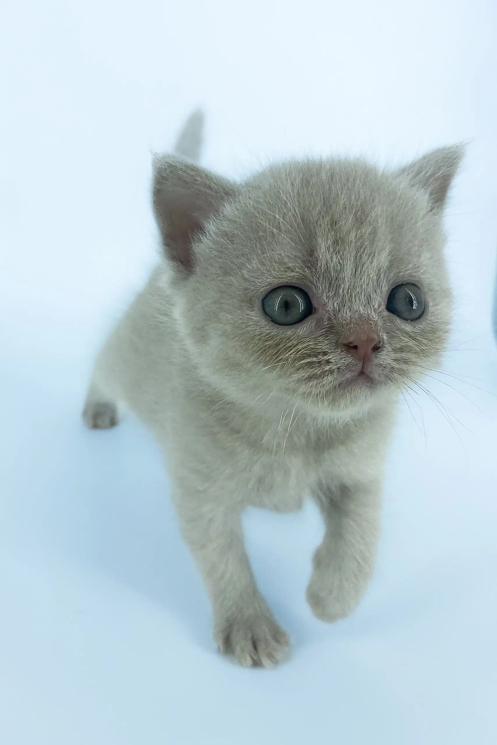 Xanti | Scottish Straight Kitten - Image 8