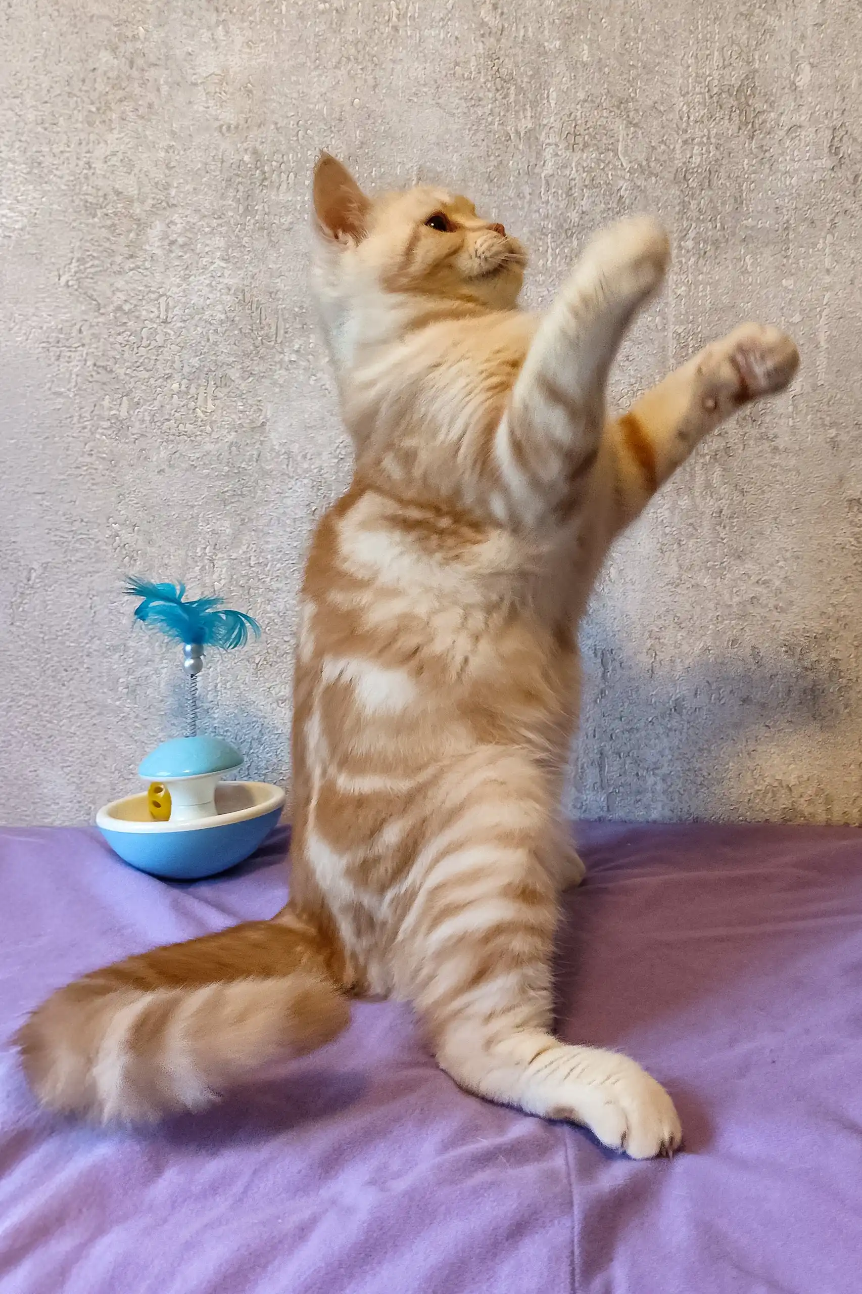 Zephyr | Scottish Straight Kitten - Image 2