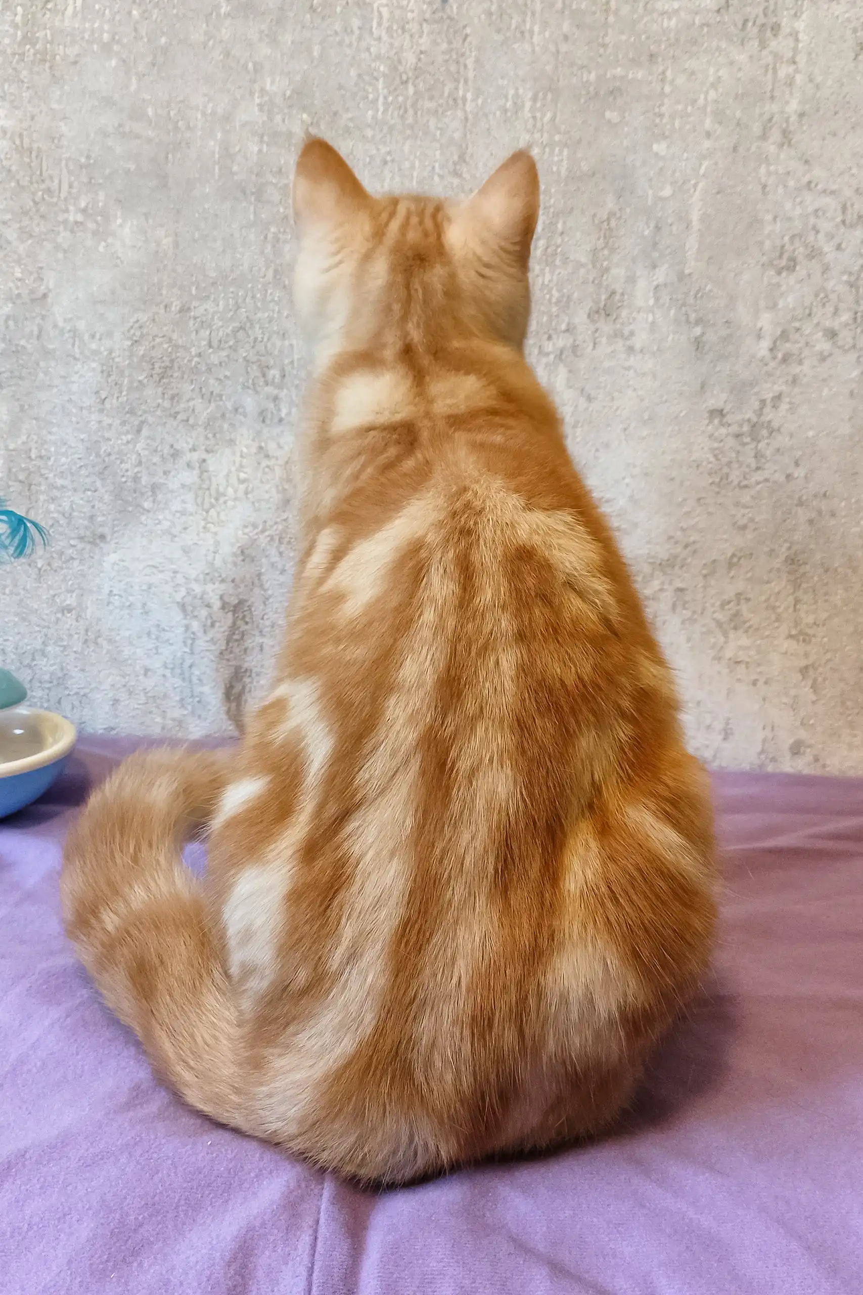Zephyr | Scottish Straight Kitten - Image 3