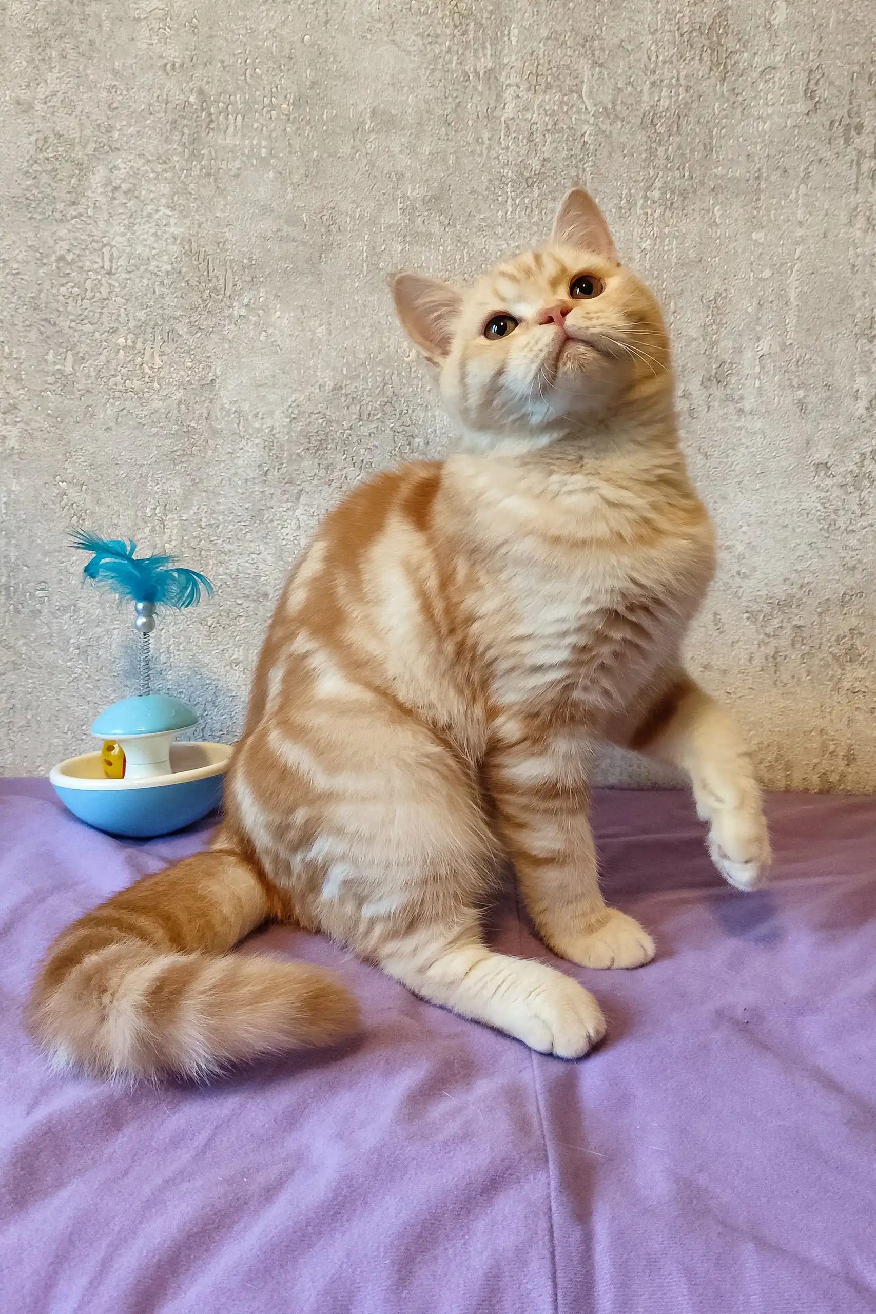 Zephyr | Scottish Straight Kitten - Image 4
