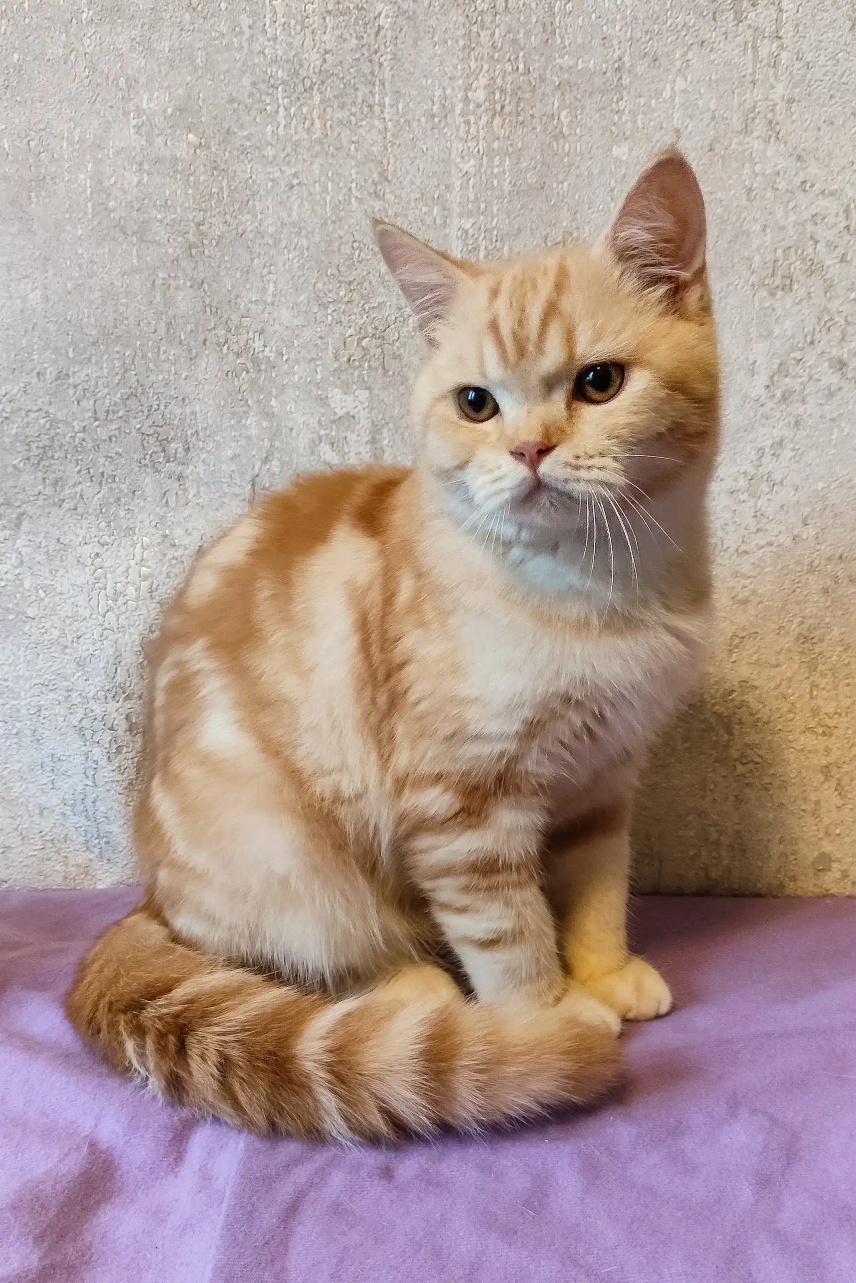 Zephyr | Scottish Straight Kitten - Image 7