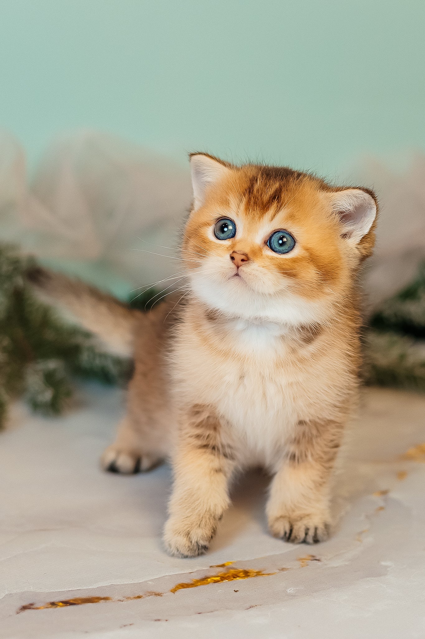 Zorro | Scottish Straight Kitten - Image 3