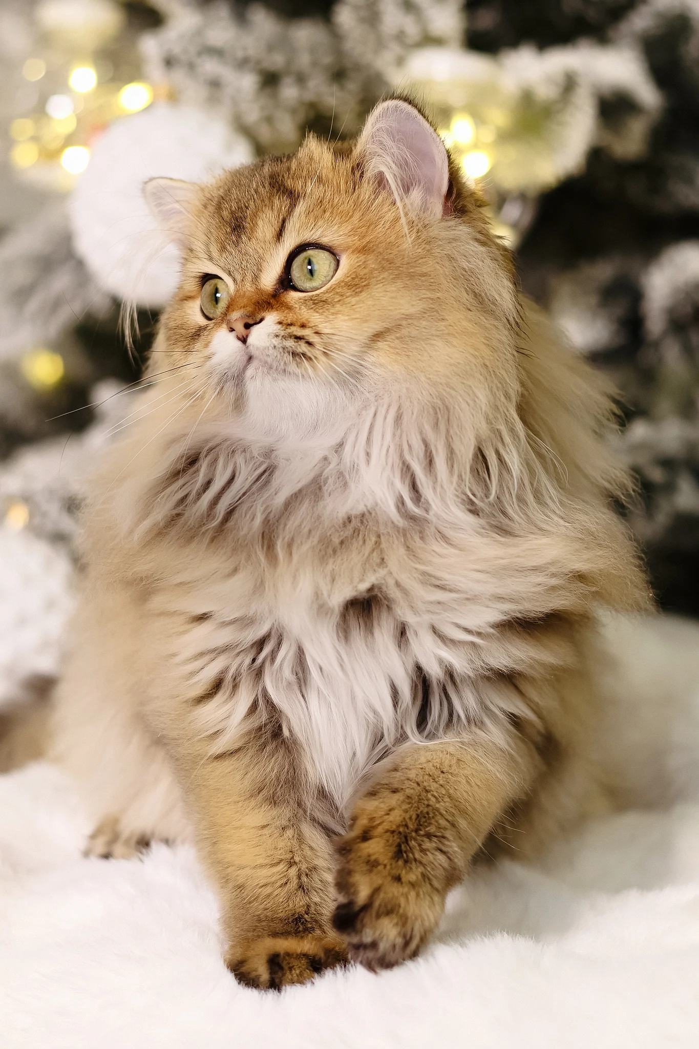 Dior | Scottish Straight Longhair Kitten - Image 8
