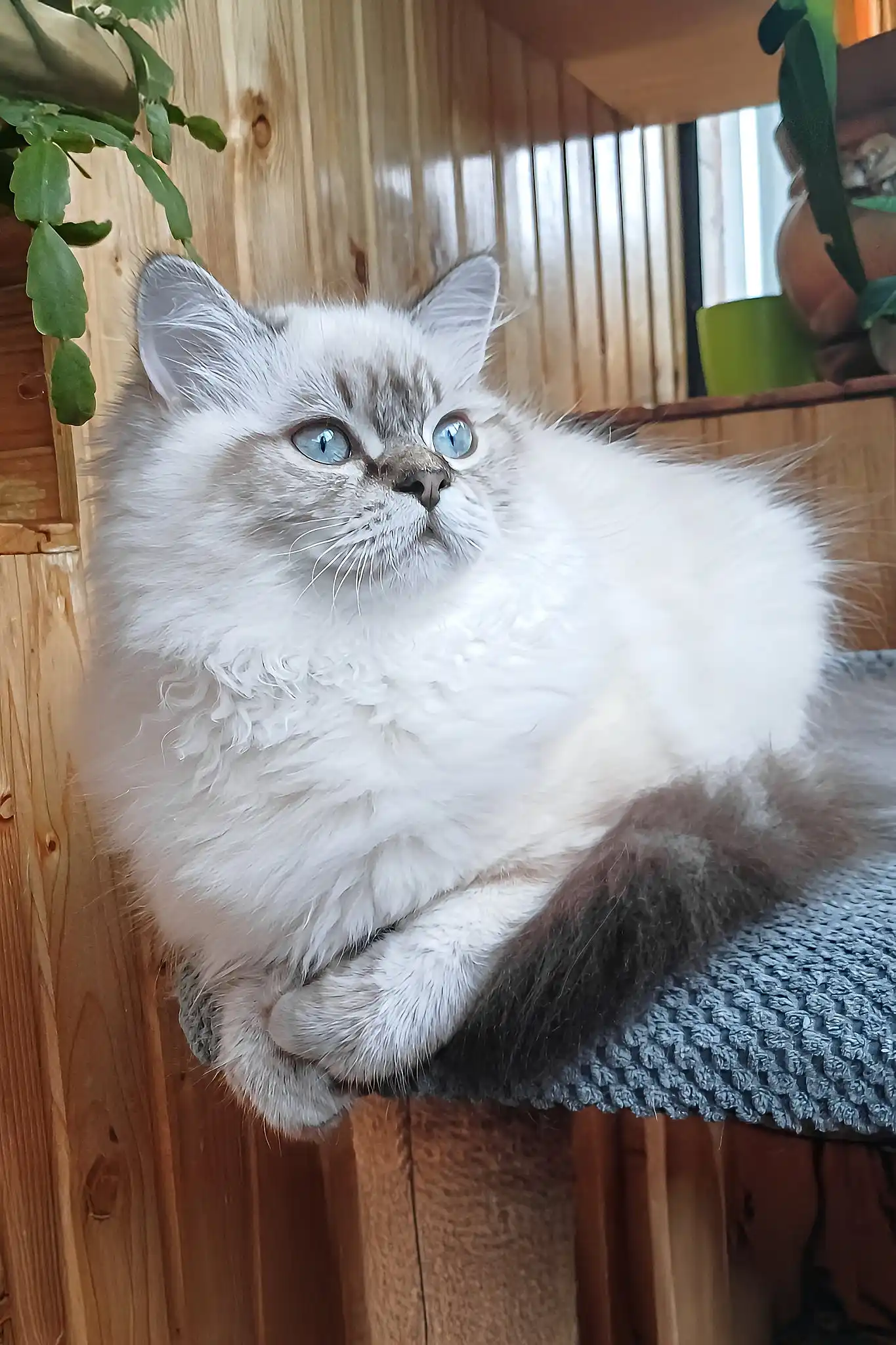 Yamotto | Scottish Straight Longhair Kitten - Image 5